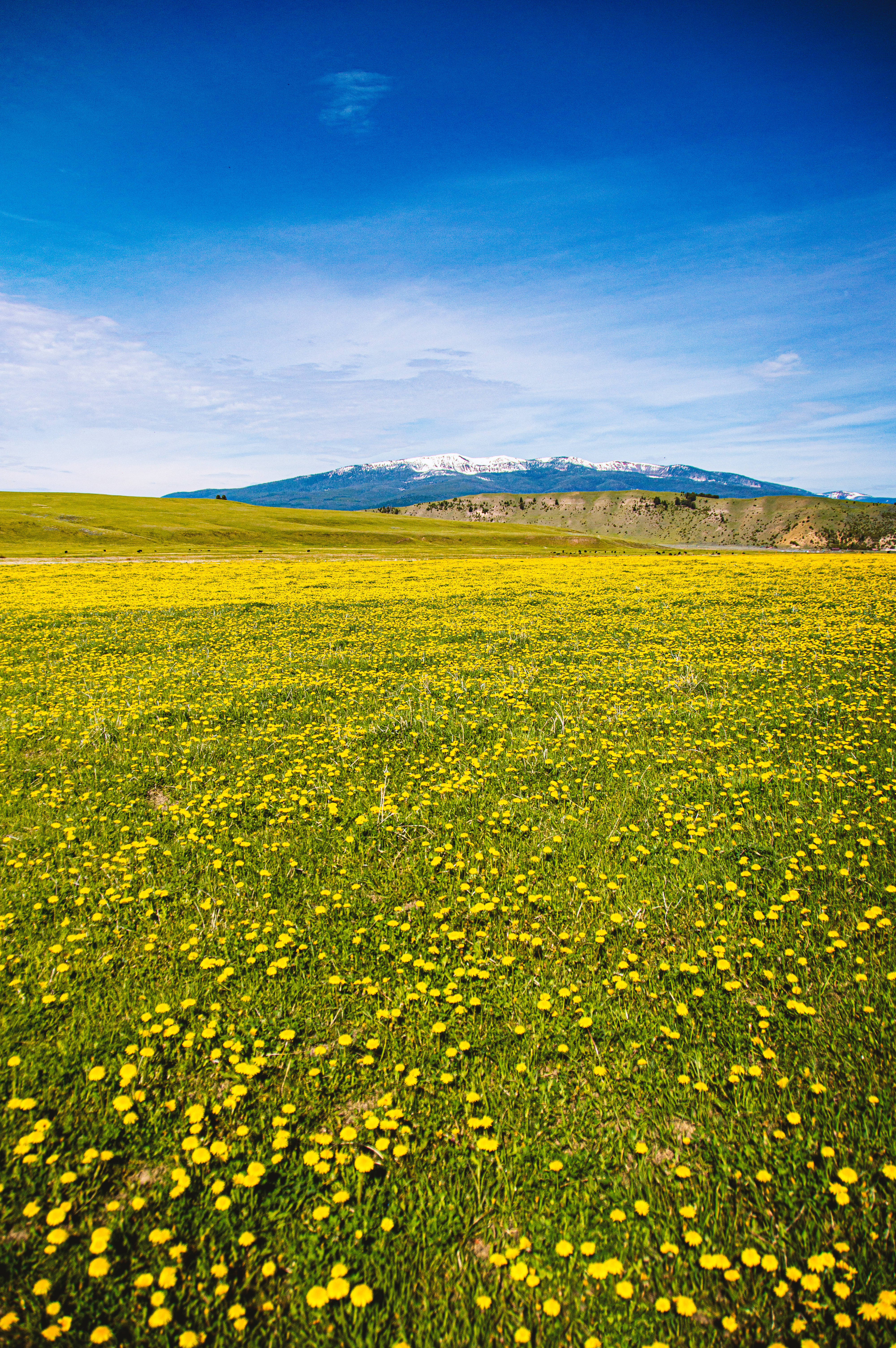 Meadow 桌布 壁紙 — 廣闊的鮮黃色野花田，在清澈的藍天下延伸至遠方的雪山。