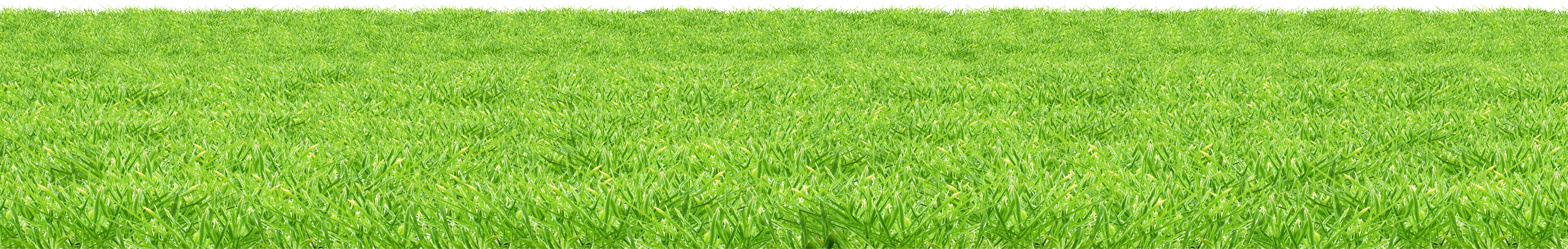 自然 桌布 壁紙 — 廣闊茂密的綠草延伸至晴朗天空下明亮的白色地平線。