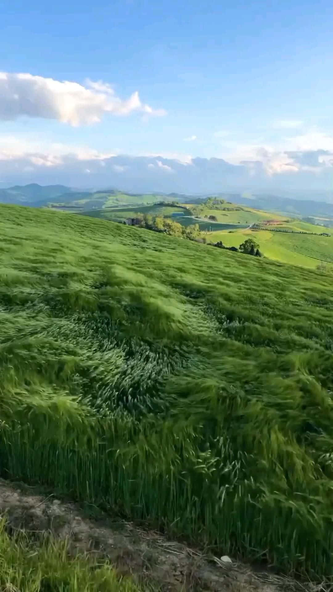 Beautiful Nature 桌布 壁紙 — 廣闊起伏的綠色山丘覆蓋著高高的草，在明亮的藍天白雲下輕輕搖曳。