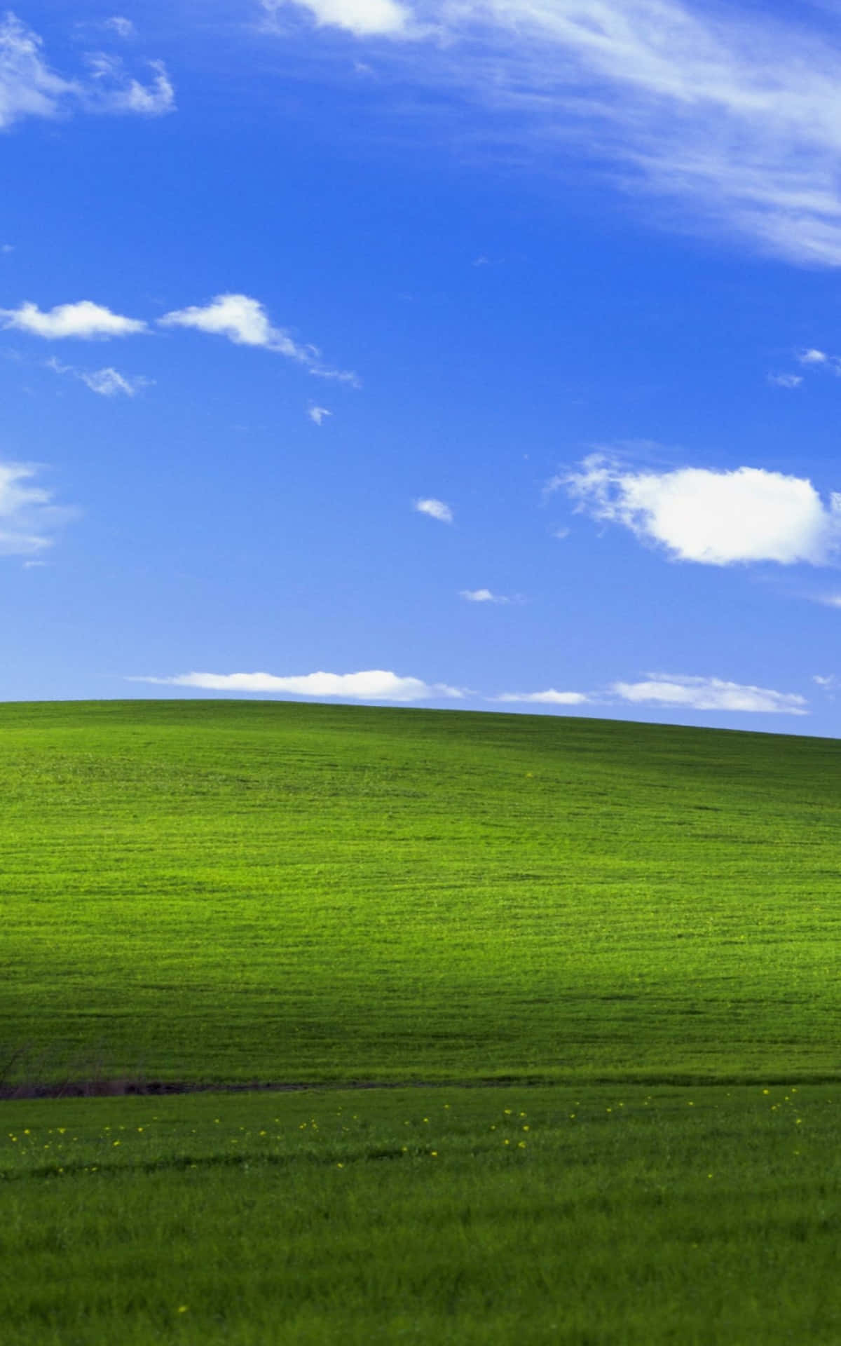 Windows Default 桌布 壁紙 — 廣闊起伏的綠色田野，在明亮的藍天下，散佈著白雲。