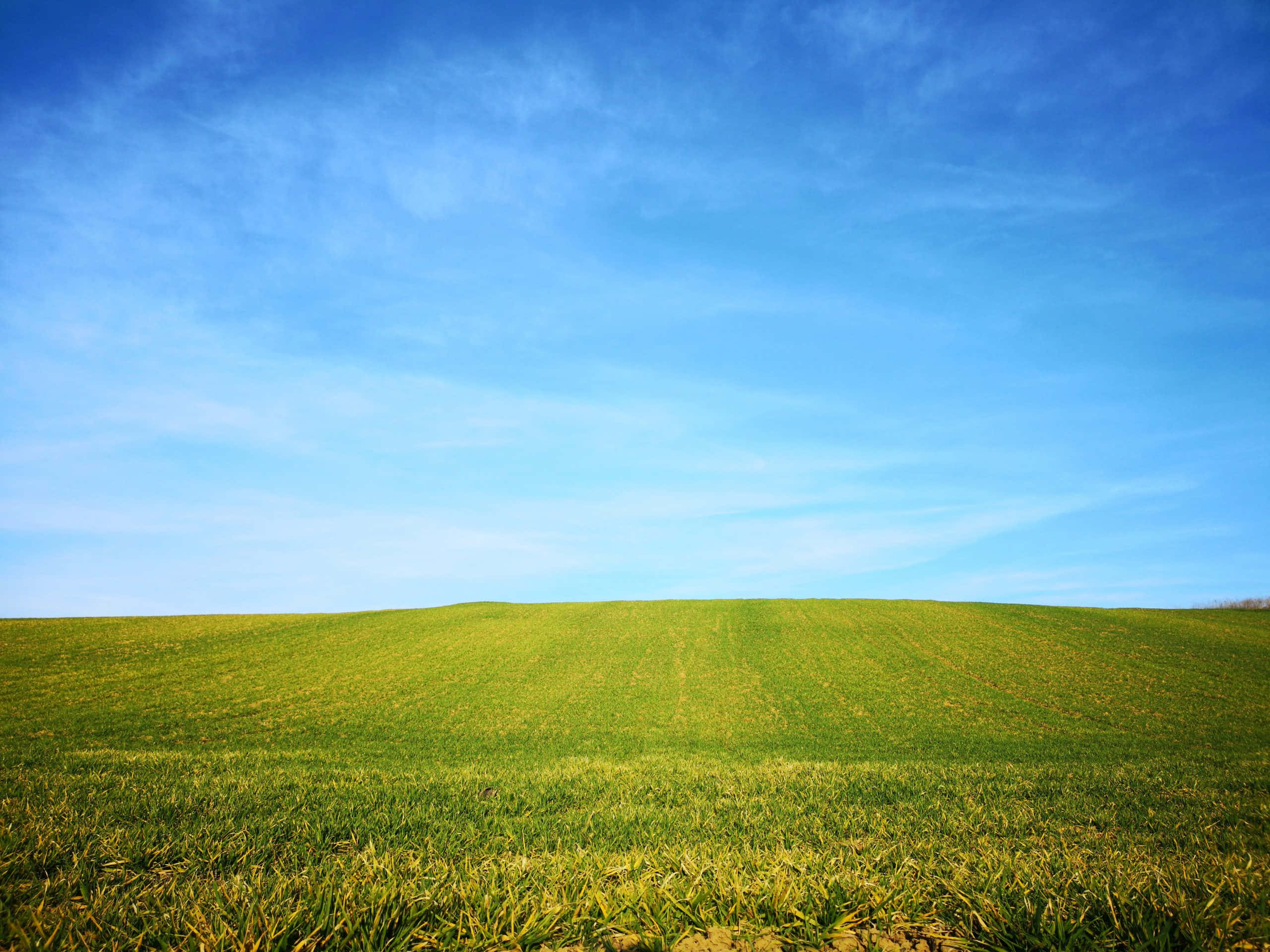 Windows Default 桌布 壁紙 — 廣闊起伏的綠色田野，在明亮的藍天下，薄雲延伸至地平線。
