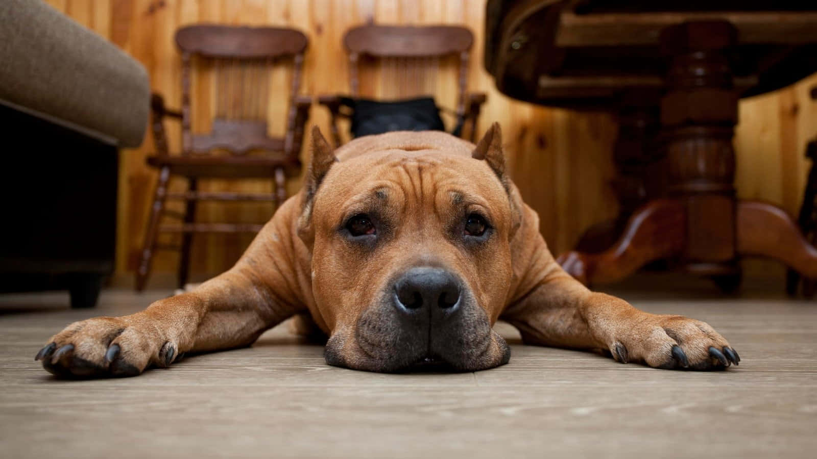 強壯又忠誠的卡斯羅犬，是令人印象深刻的犬種。 壁紙