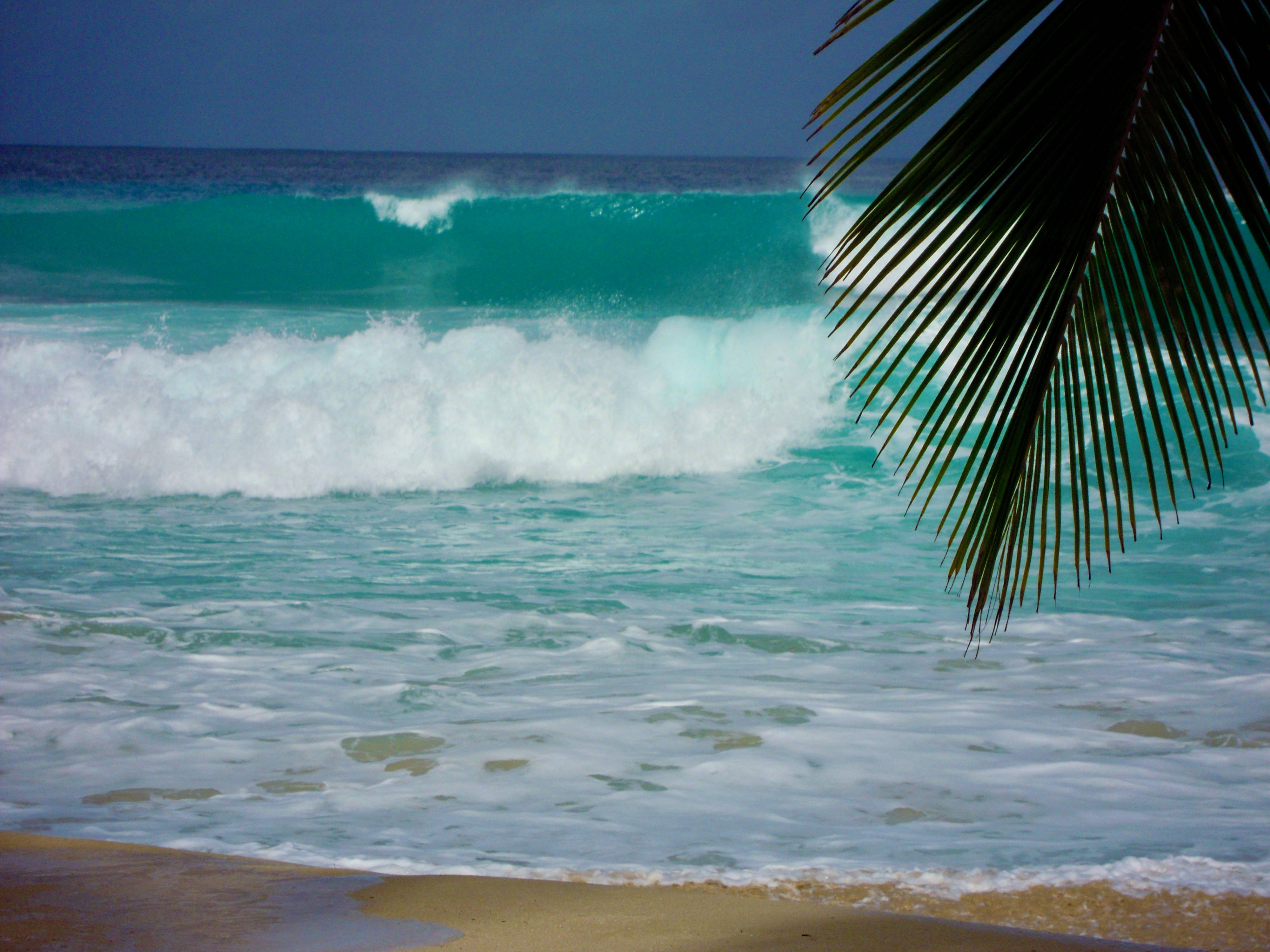 Barbados 桌布 壁紙 — 強烈的藍綠色海浪拍打著沙灘，沙灘被深綠色棕櫚葉框住，背景是深藍色的天空。