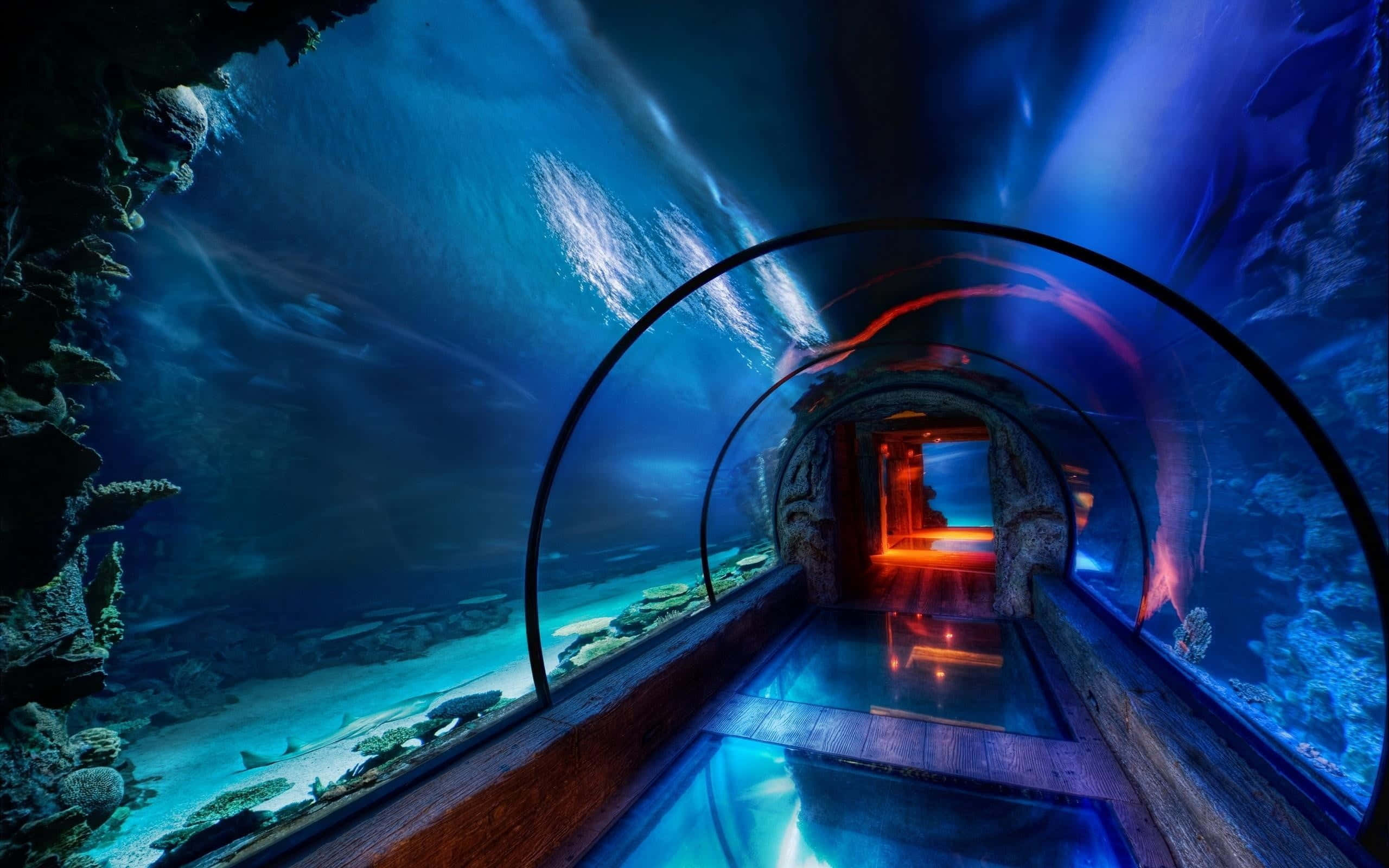 Aquarium 桌布 壁紙 — 彎曲的玻璃隧道發出藍光，鯊魚和魚群在廣闊的水族館中游過。