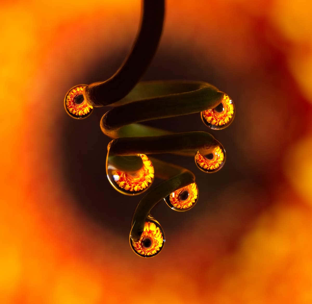 Beautiful Macro 桌布 壁紙 — 彎曲綠色莖幹上帶有露珠的特寫，露珠反射出熾熱的橙色花心，背景溫暖模糊。