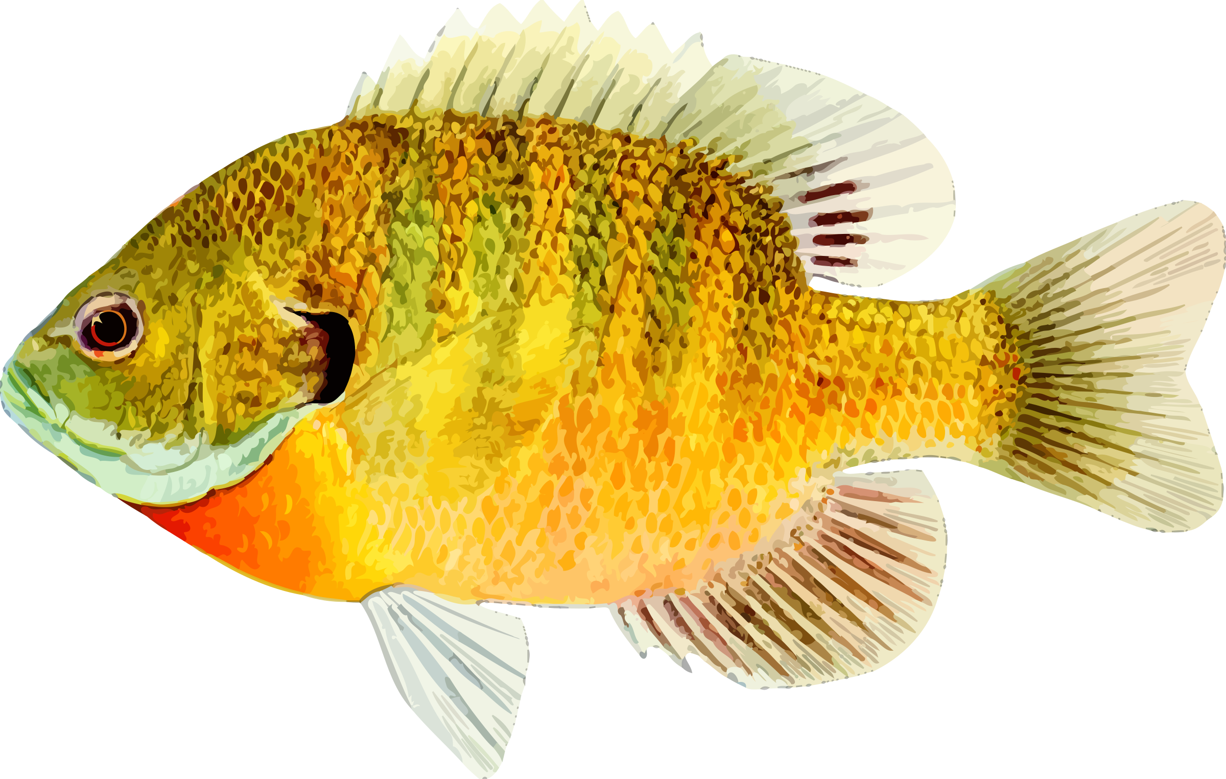 彩色淡水魚插畫 壁紙