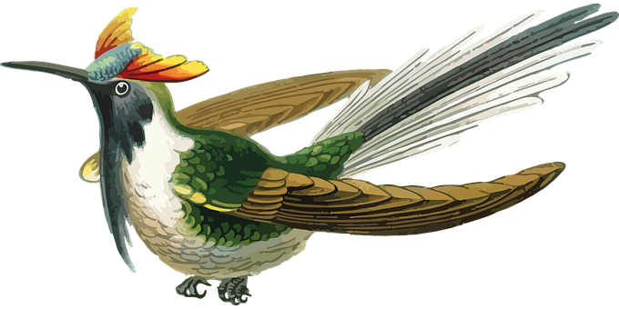 彩色蜂鳥插畫 壁紙