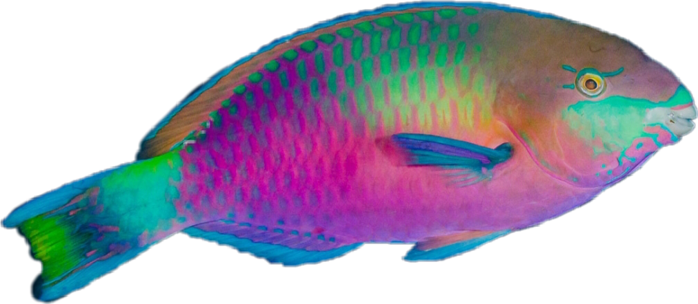 彩色鸚嘴魚側面圖 壁紙