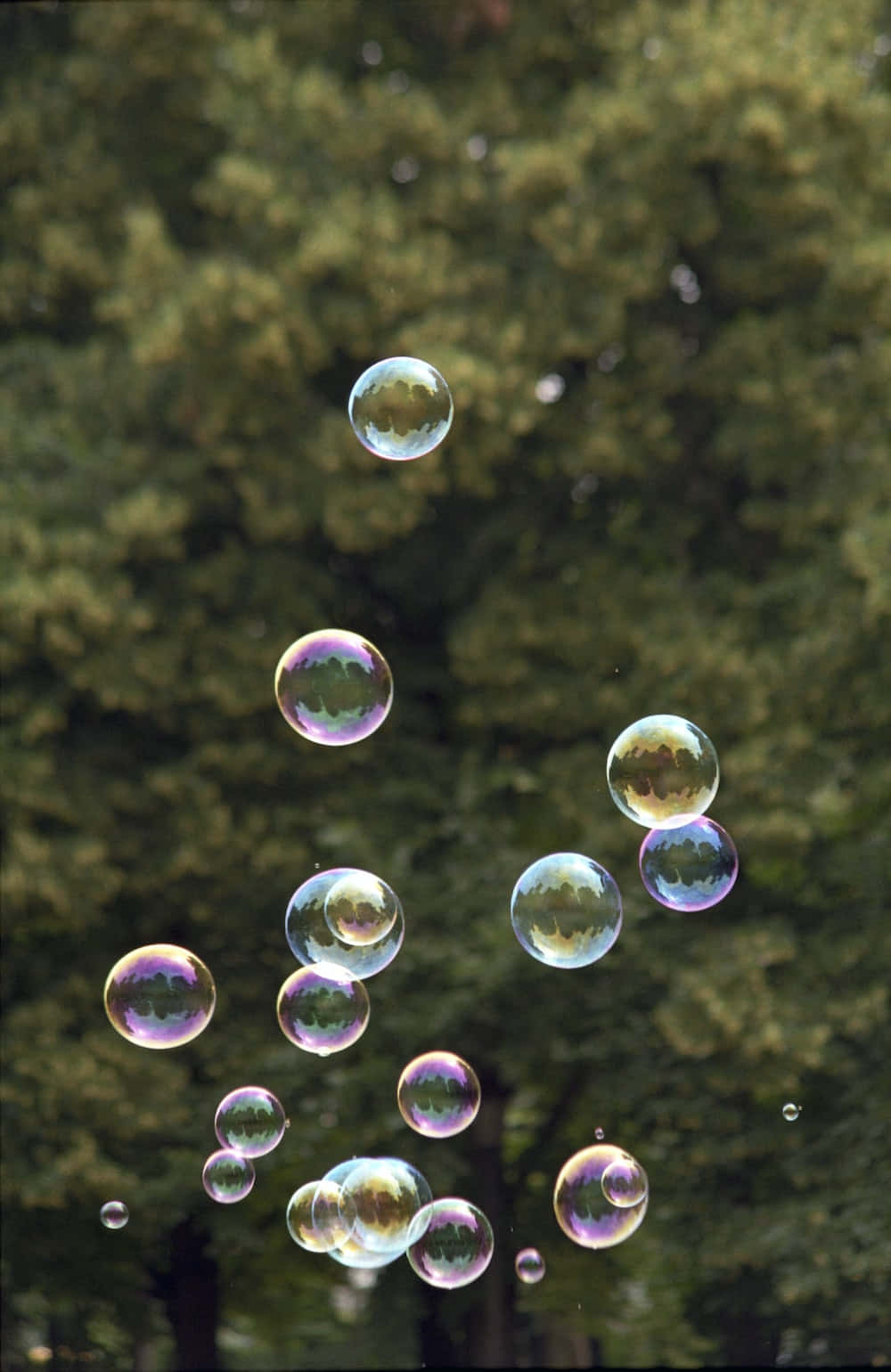 Bubbles 桌布 壁紙 — 彩虹色的肥皂泡在柔焦的綠色森林背景下優雅地漂浮。