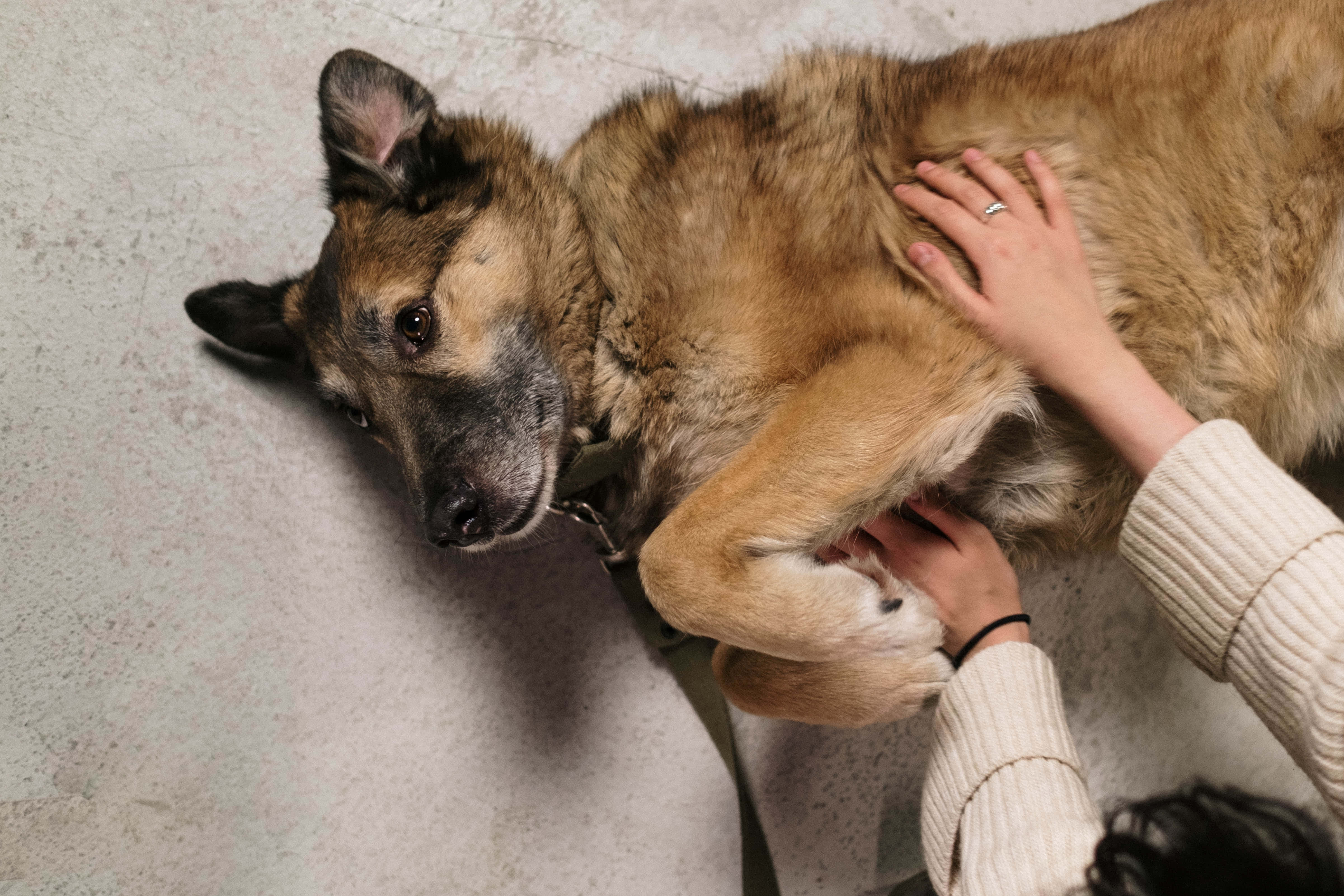 German Shepherd 桌布 壁紙 — 從上方俯瞰，一個人輕輕撫摸著一隻躺在斑點地板上的放鬆棕黑色狗。