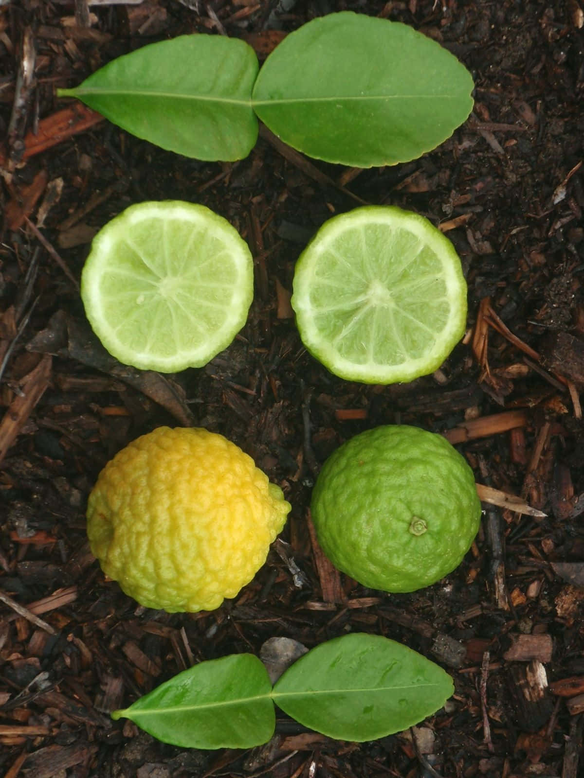 citrus 桌布 壁紙 — 從上方俯瞰，切開的萊姆、完整的黃色和綠色柑橘類水果及葉子排列在深色覆蓋物上。
