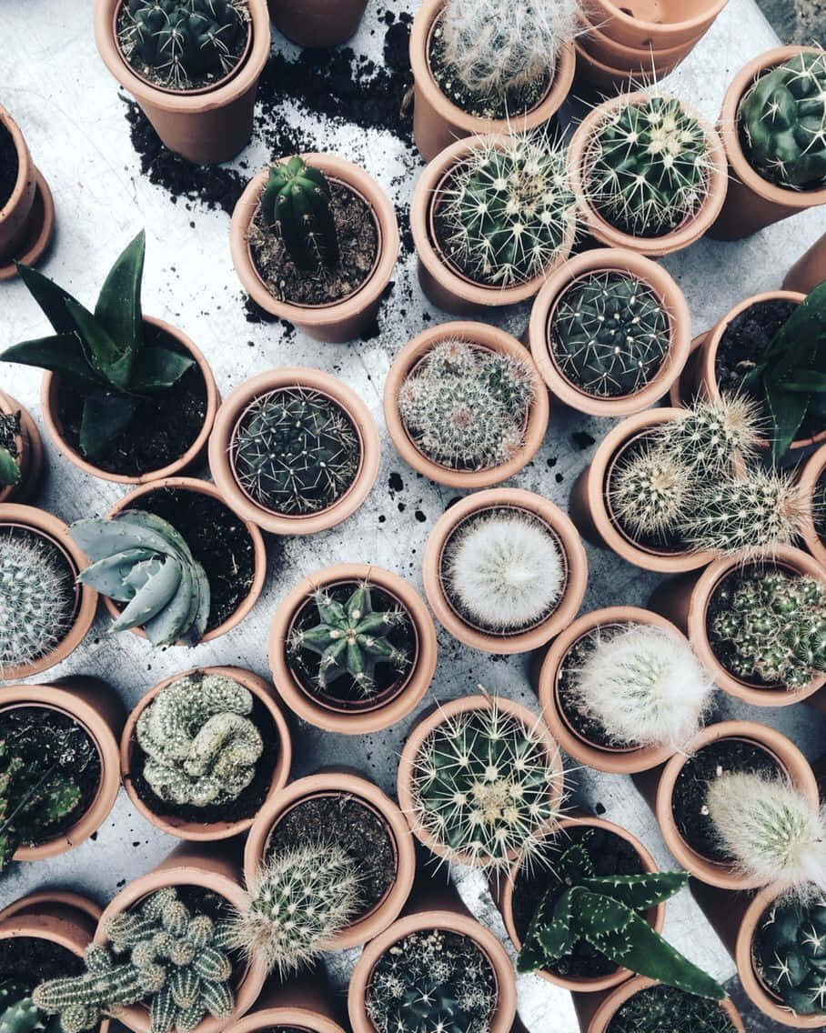 Cactus 桌布 壁紙 — 從上方俯瞰，各種盆栽仙人掌和多肉植物散落在淺灰色表面上，使用陶盆。