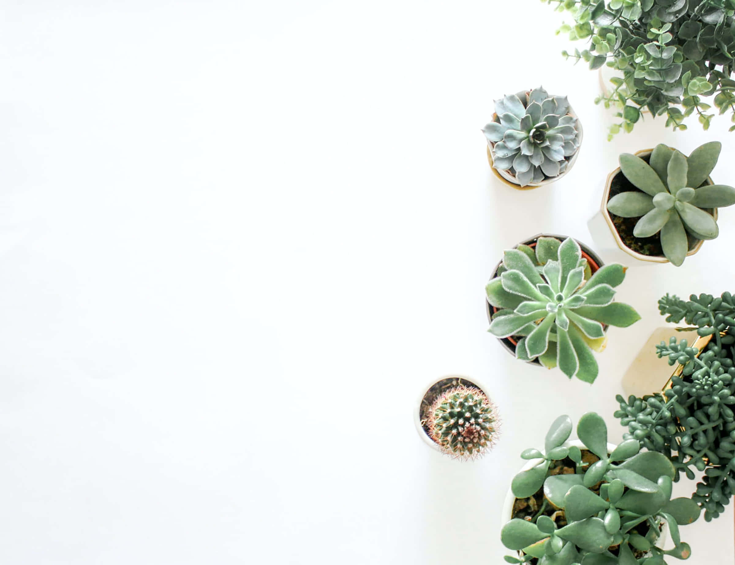 Cactus 桌布 壁紙 — 從上方俯瞰，各種盆栽多肉植物和仙人掌排列在明亮的白色表面上。
