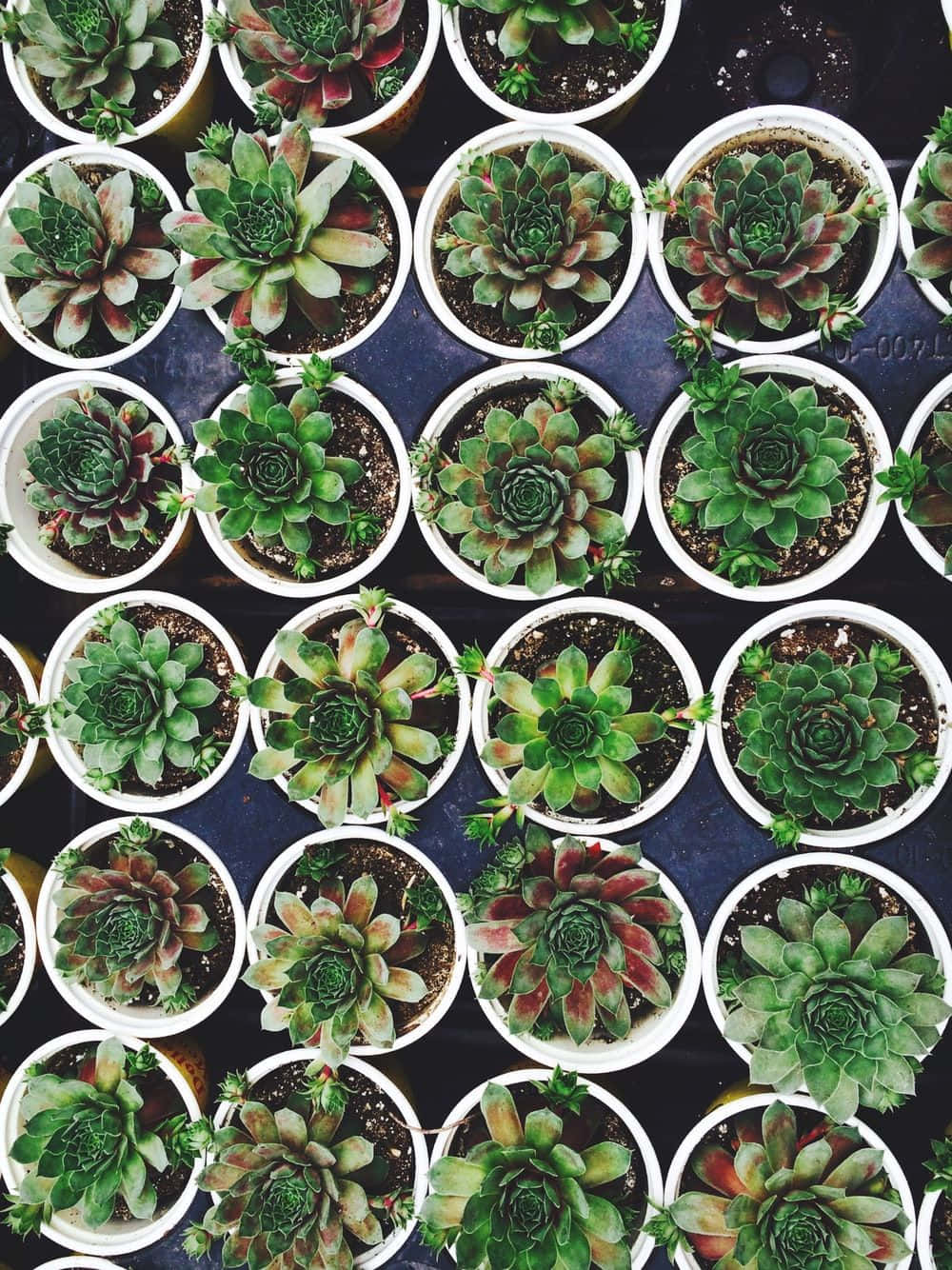 succulent 桌布 壁紙 — 從上方俯瞰，大量盆栽多肉植物整齊排列在深色表面上，展現出各種綠色和紅色色調。