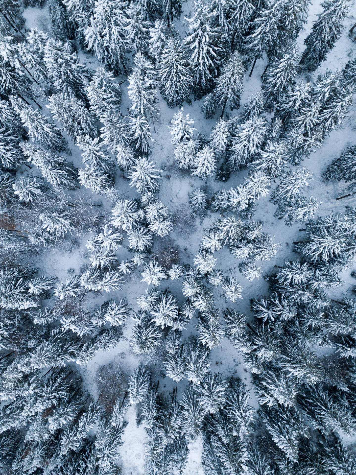 從上方看到的冬季森林中積雪的松樹。 — 4K iPad 壁紙 壁紙