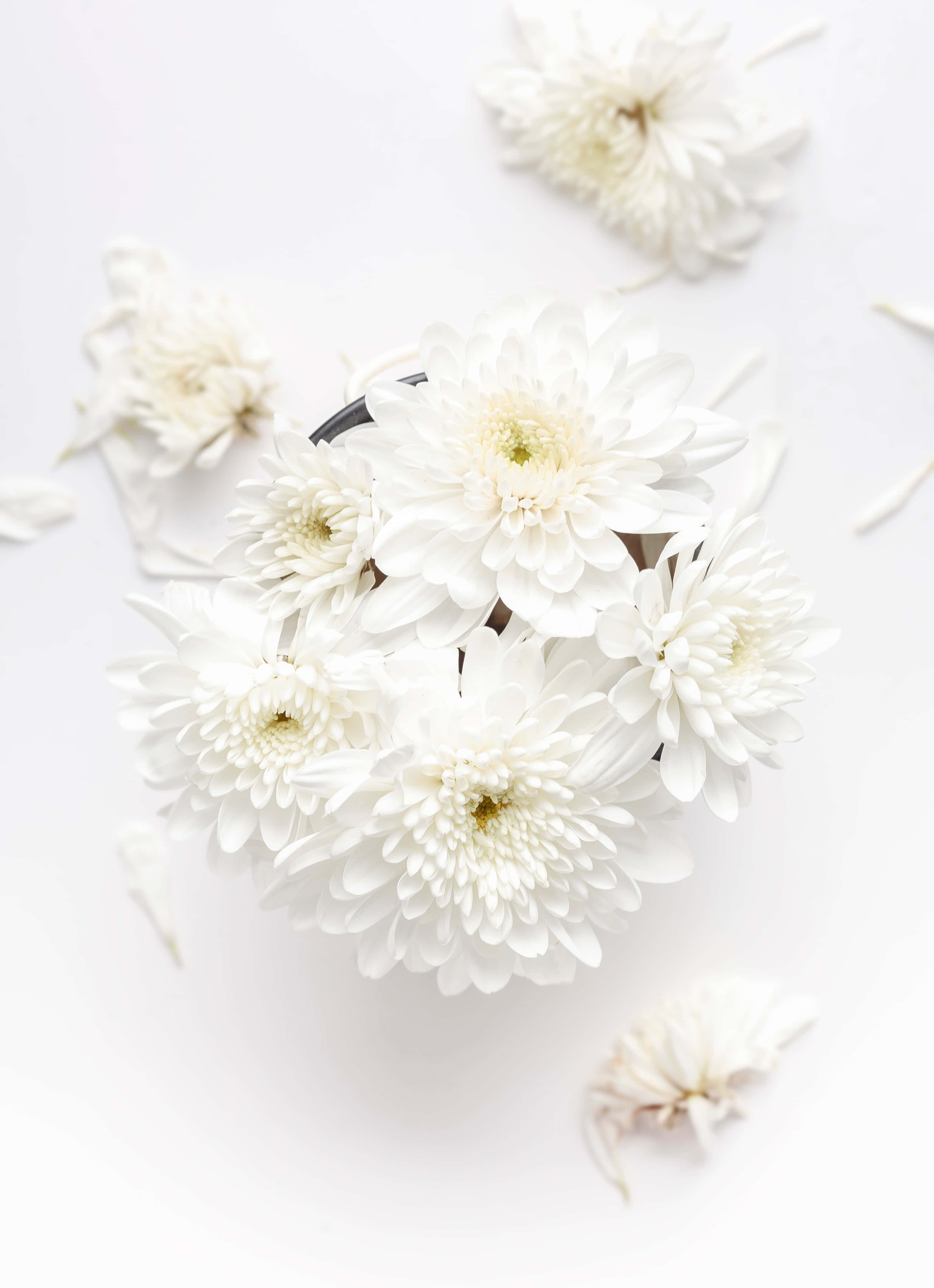 White Flower 桌布 壁紙 — 從上方俯瞰，純白菊花插在深色花瓶中，置於無縫白色背景上。