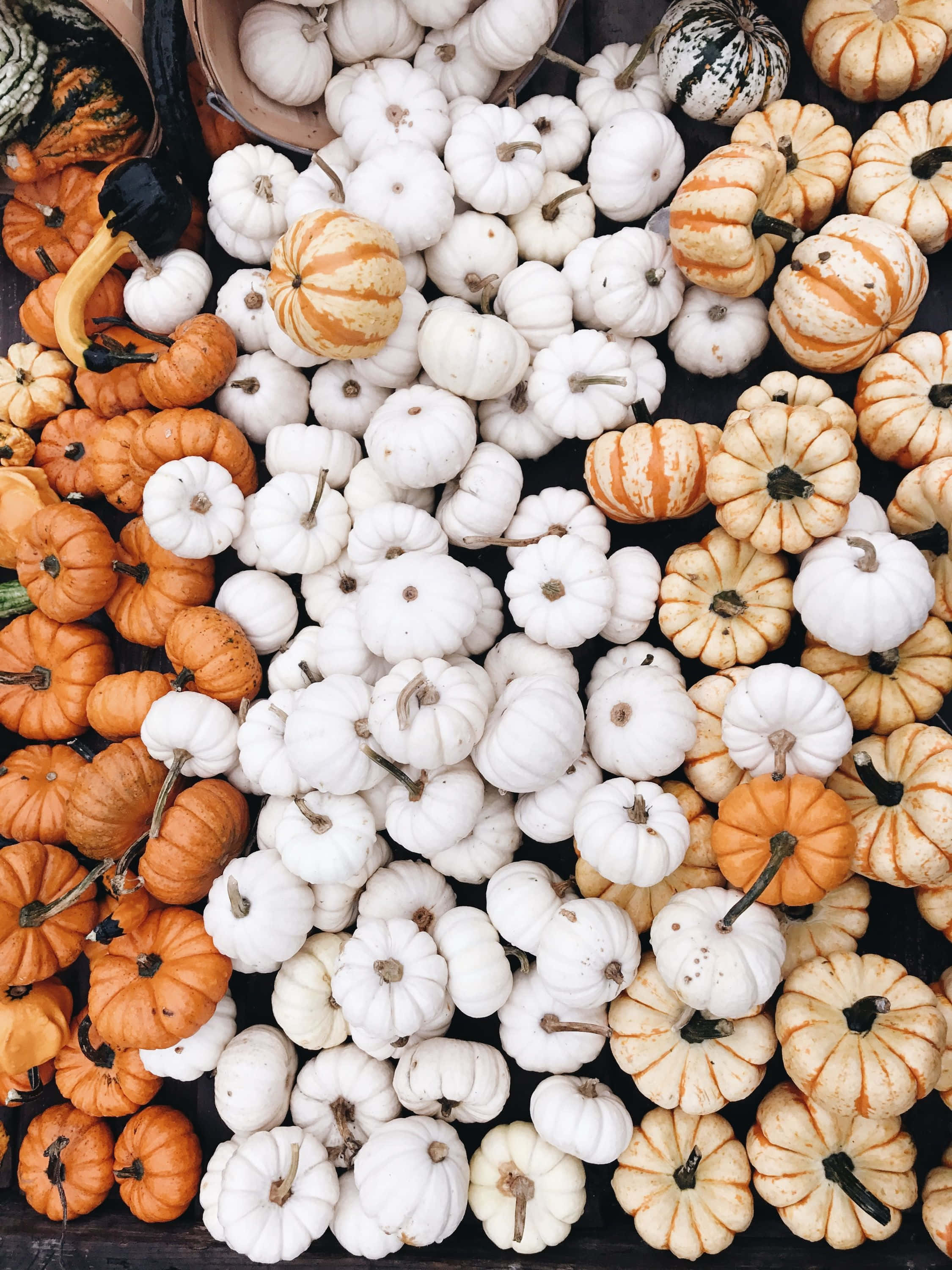 Fall Pumpkin 桌布 壁紙 — 從上方俯瞰，色彩鮮豔的南瓜堆疊在一起，有橙色、白色和條紋圖案。