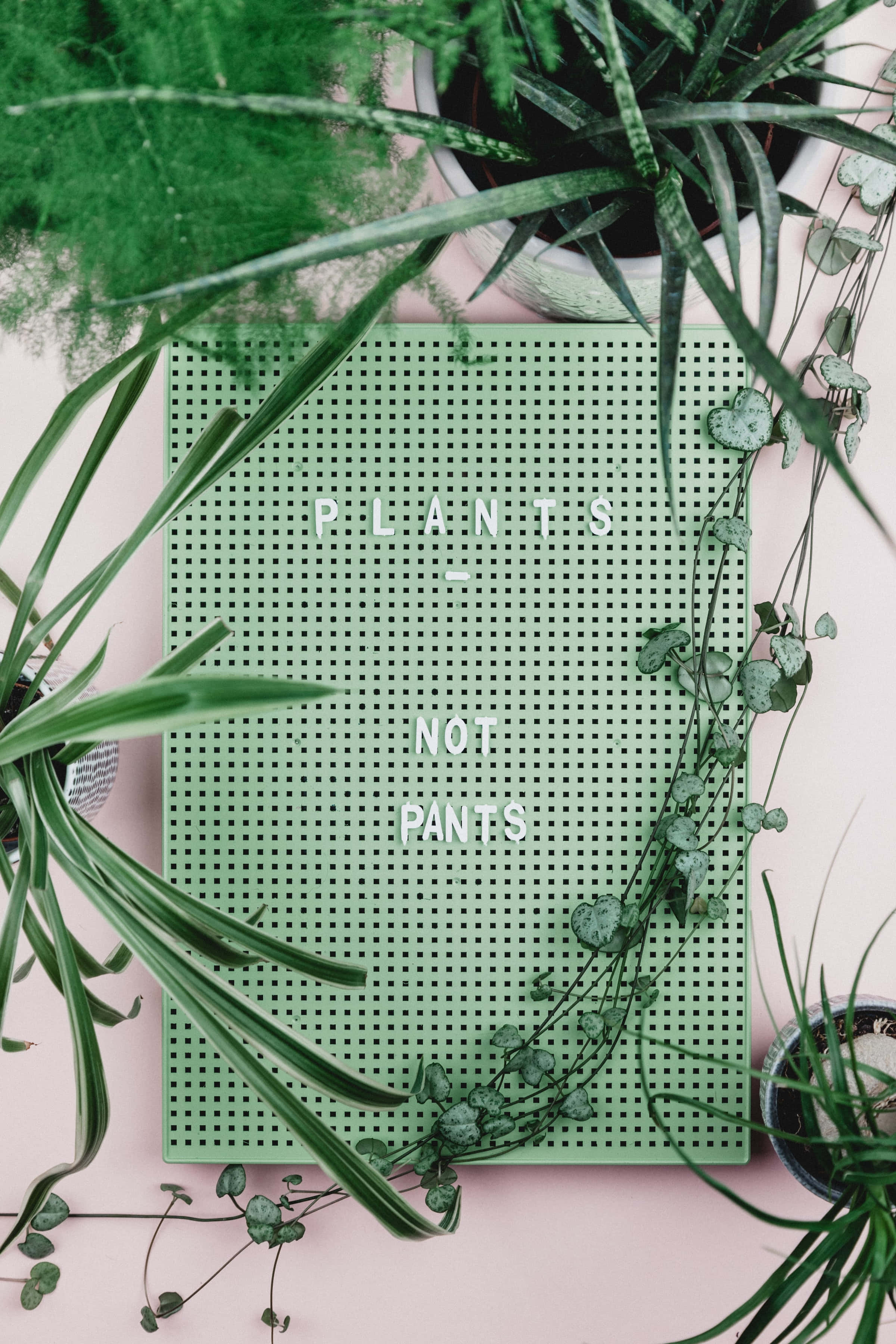 Plant 桌布 壁紙 — 從上方俯瞰，茂盛的綠色植物環繞著一塊帶孔的綠色板，板上以白色文字寫著 plants not pants，置於柔軟的粉紅色表面上。