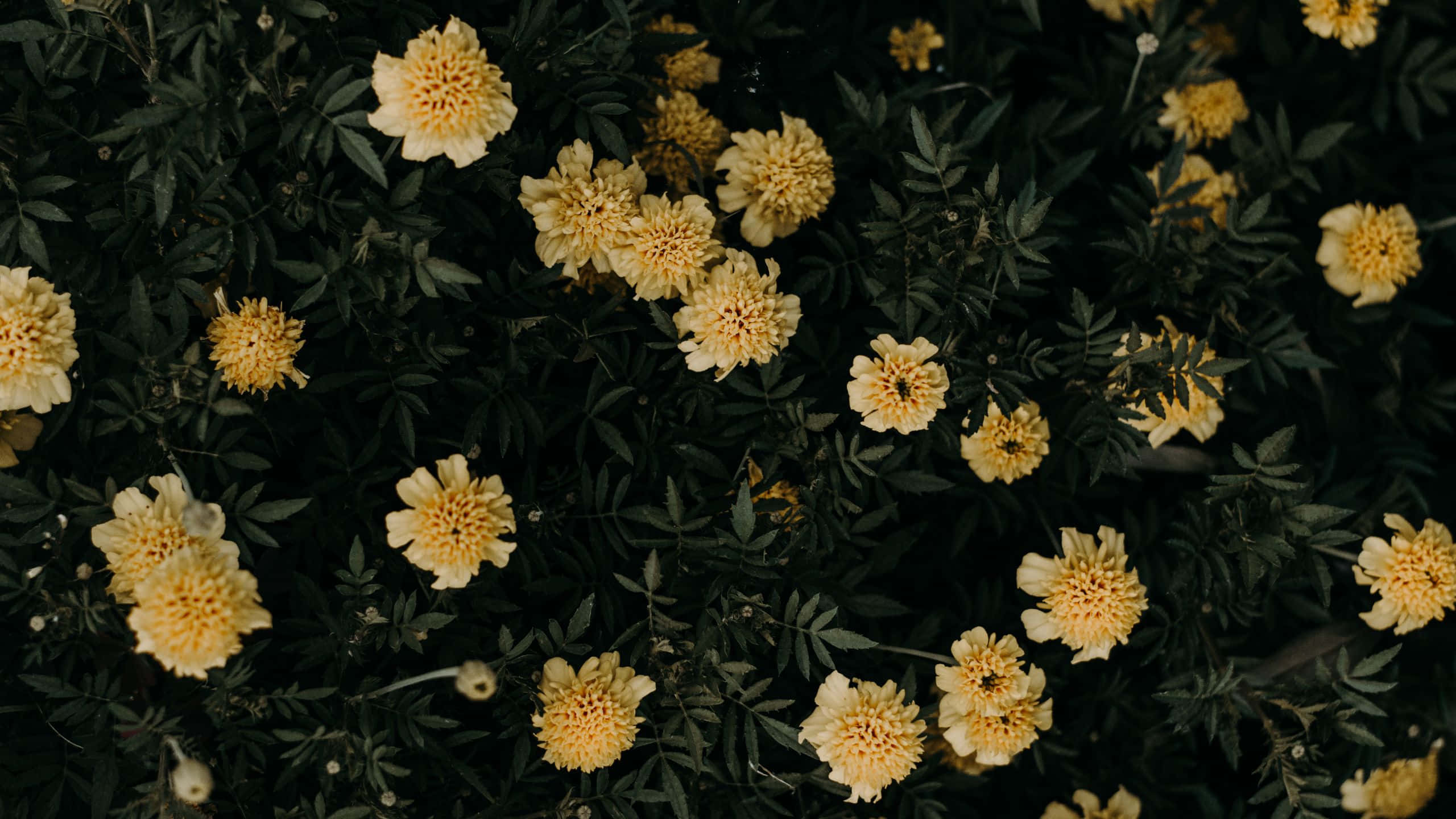 Flowers 桌布 壁紙 — 從上方俯瞰，鮮黃色萬壽菊在深綠色葉片中盛開，光線柔和自然，畫面密集。