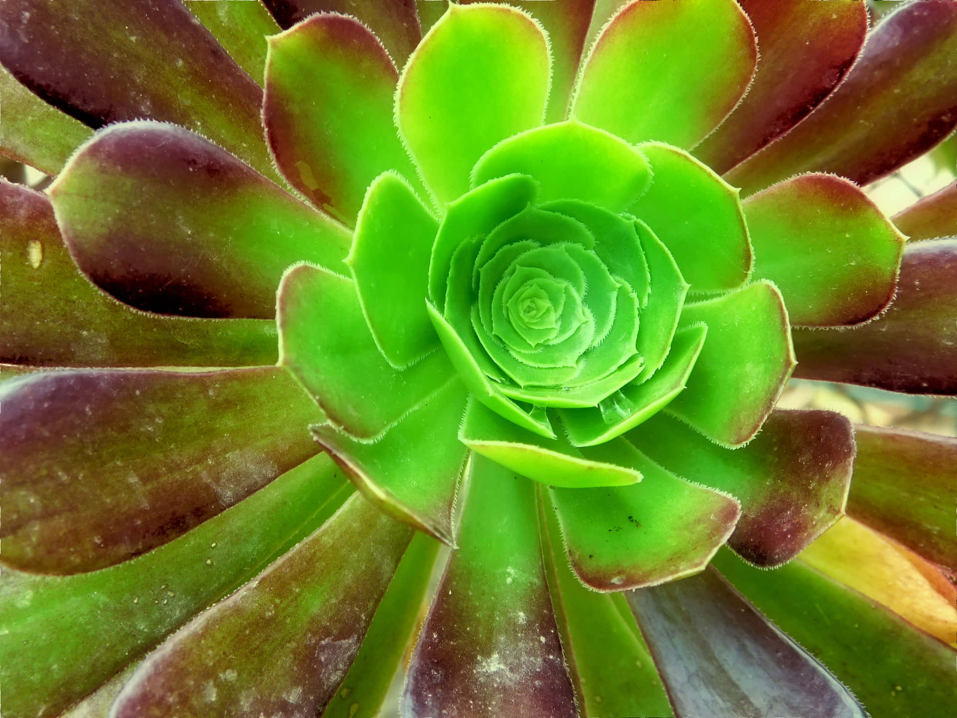 Plant 壁紙 — 從上方俯瞰一棵多肉植物，中心呈鮮綠色，外層葉片呈深酒紅色，形成完美螺旋。