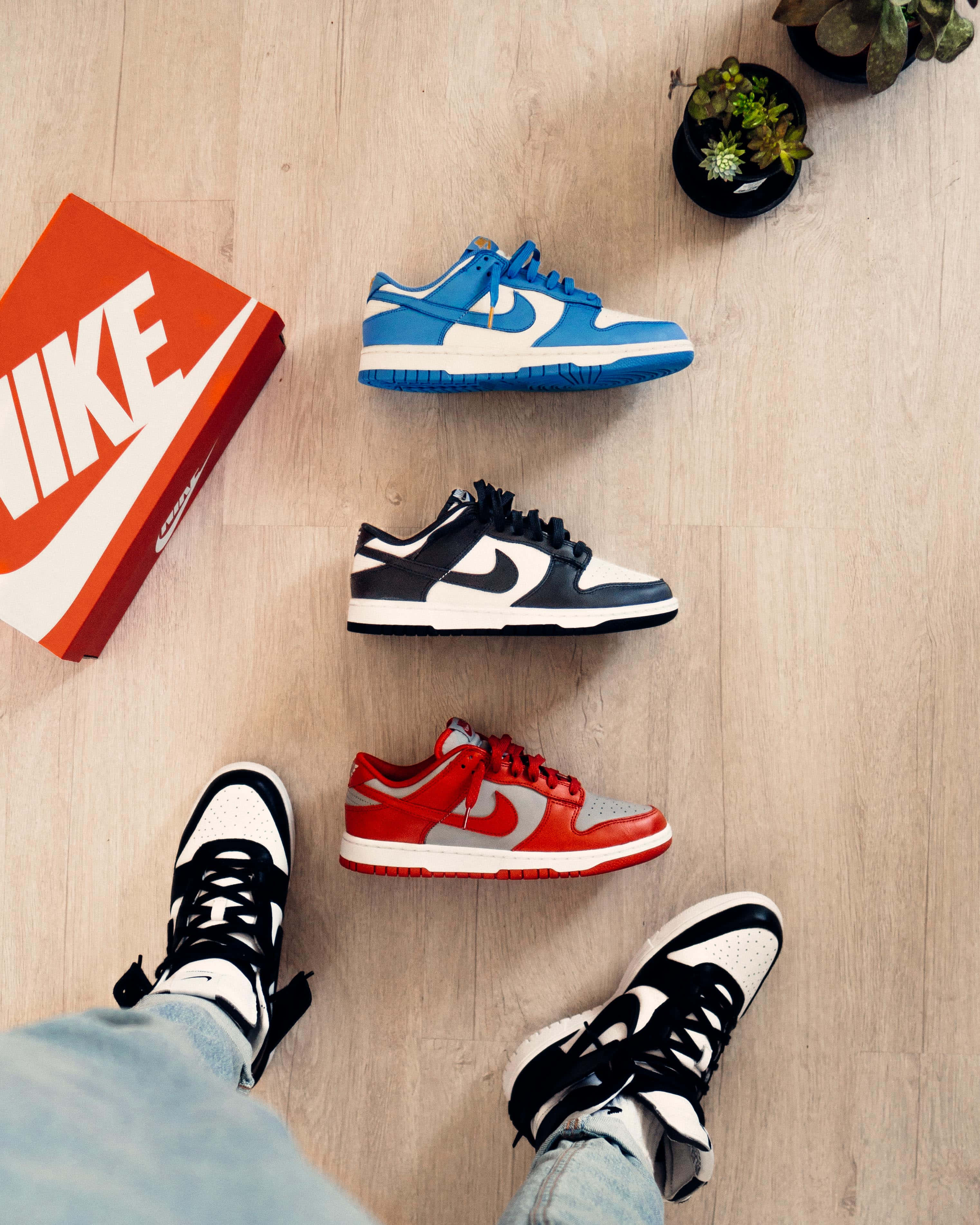 Sneakerhead 桌布 壁紙 — 從上方俯瞰三雙色彩繽紛的Nike Dunk運動鞋和一個人的腳穿著相配的鞋子，放在淺色木地板上，旁邊有一個紅色盒子和盆栽多肉植物。