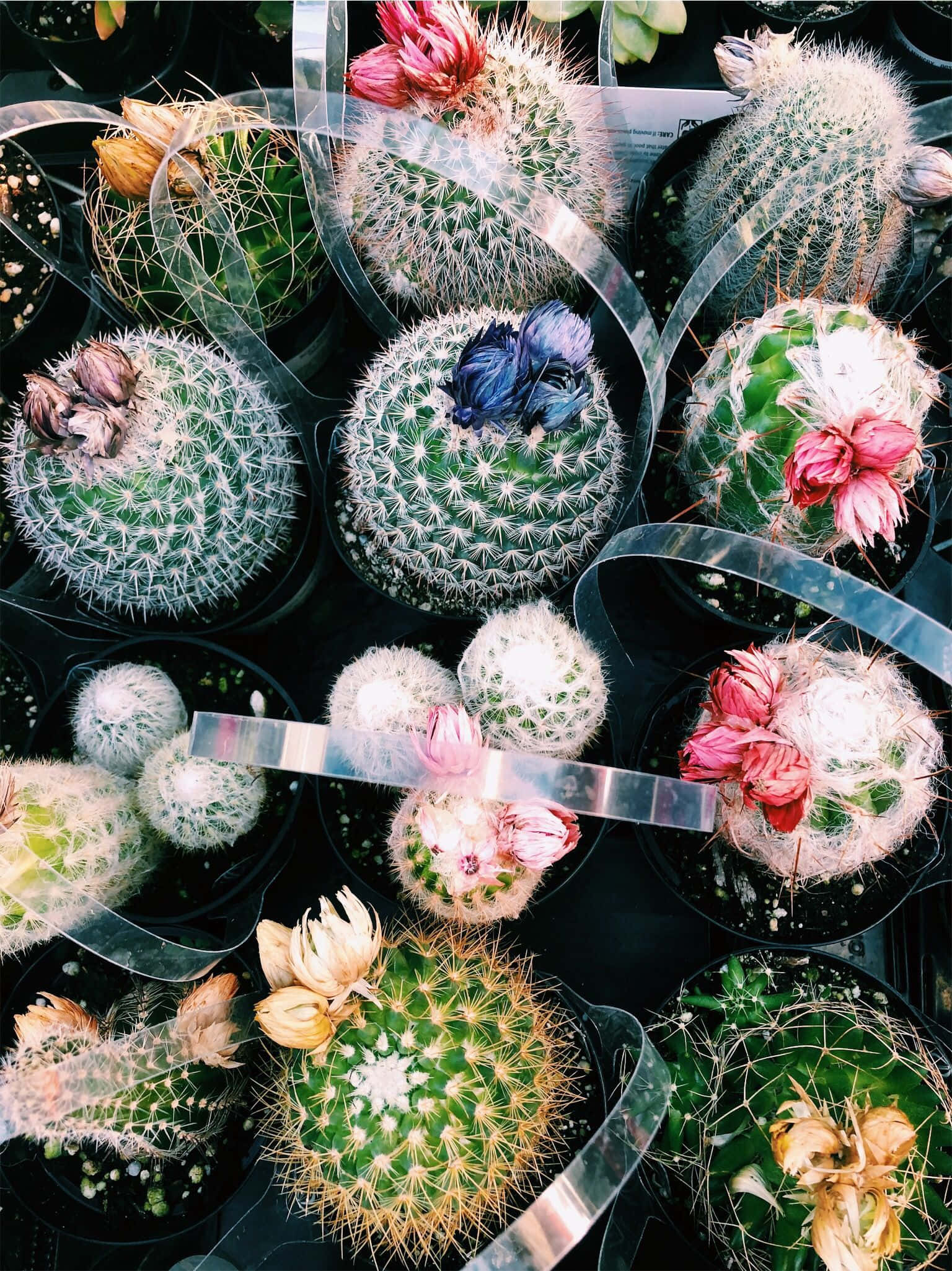 Cactus Plants 桌布 壁紙 — 從上方俯瞰各種盆栽仙人掌，盛開的粉紅色和藍色花朵，以及黑色花盆中的乾燥花朵。