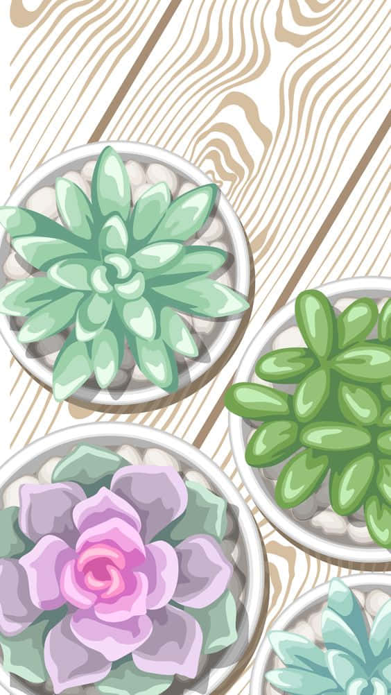 花 桌布 壁紙 — 從上方俯瞰四個色彩繽紛的盆栽多肉植物排列在淺色木紋表面上。