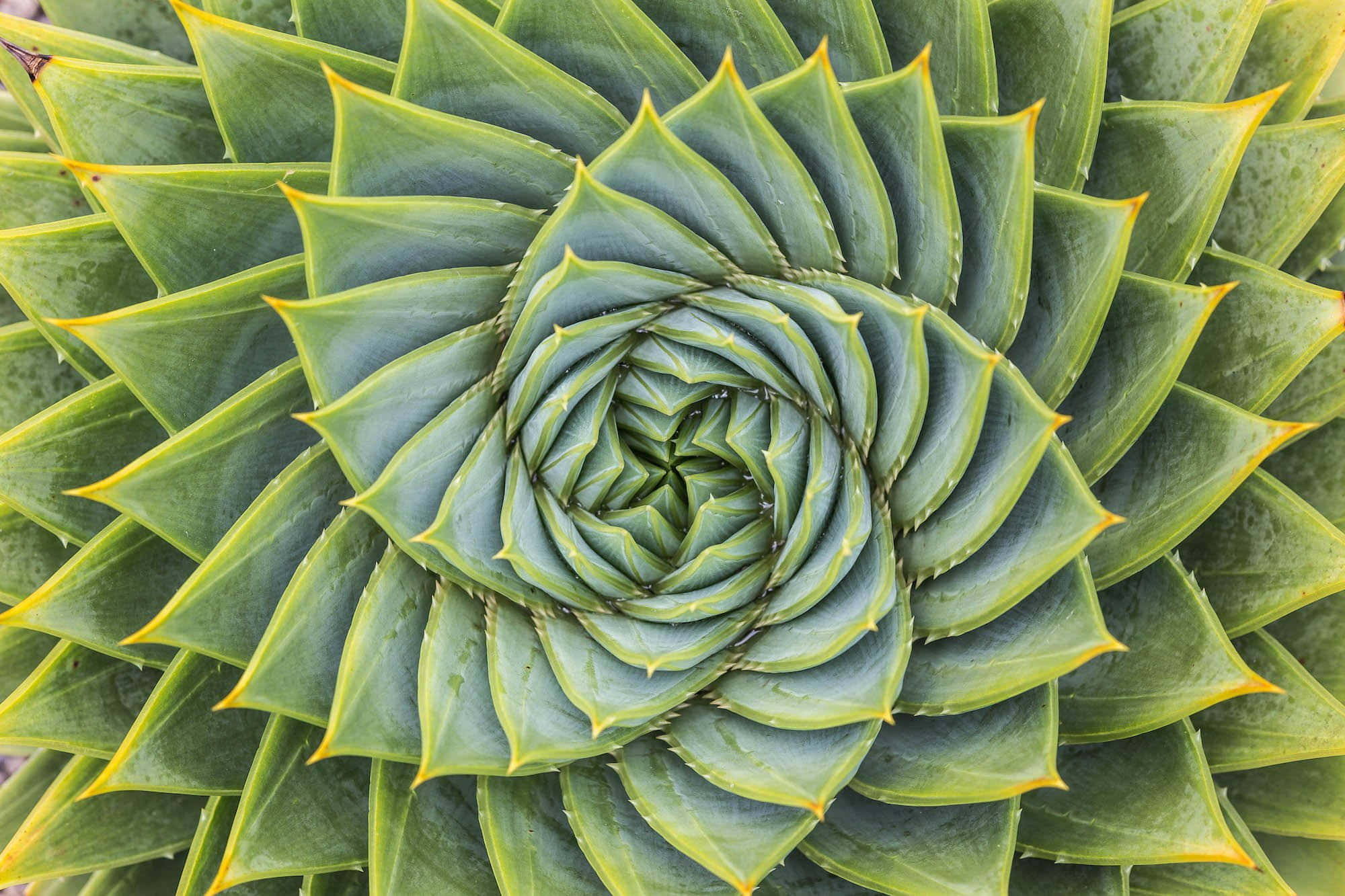 碎形 桌布 壁紙 — 從上方俯瞰多肉植物的螺旋綠色葉片，尖端呈黃色，形成完美的幾何圖案。