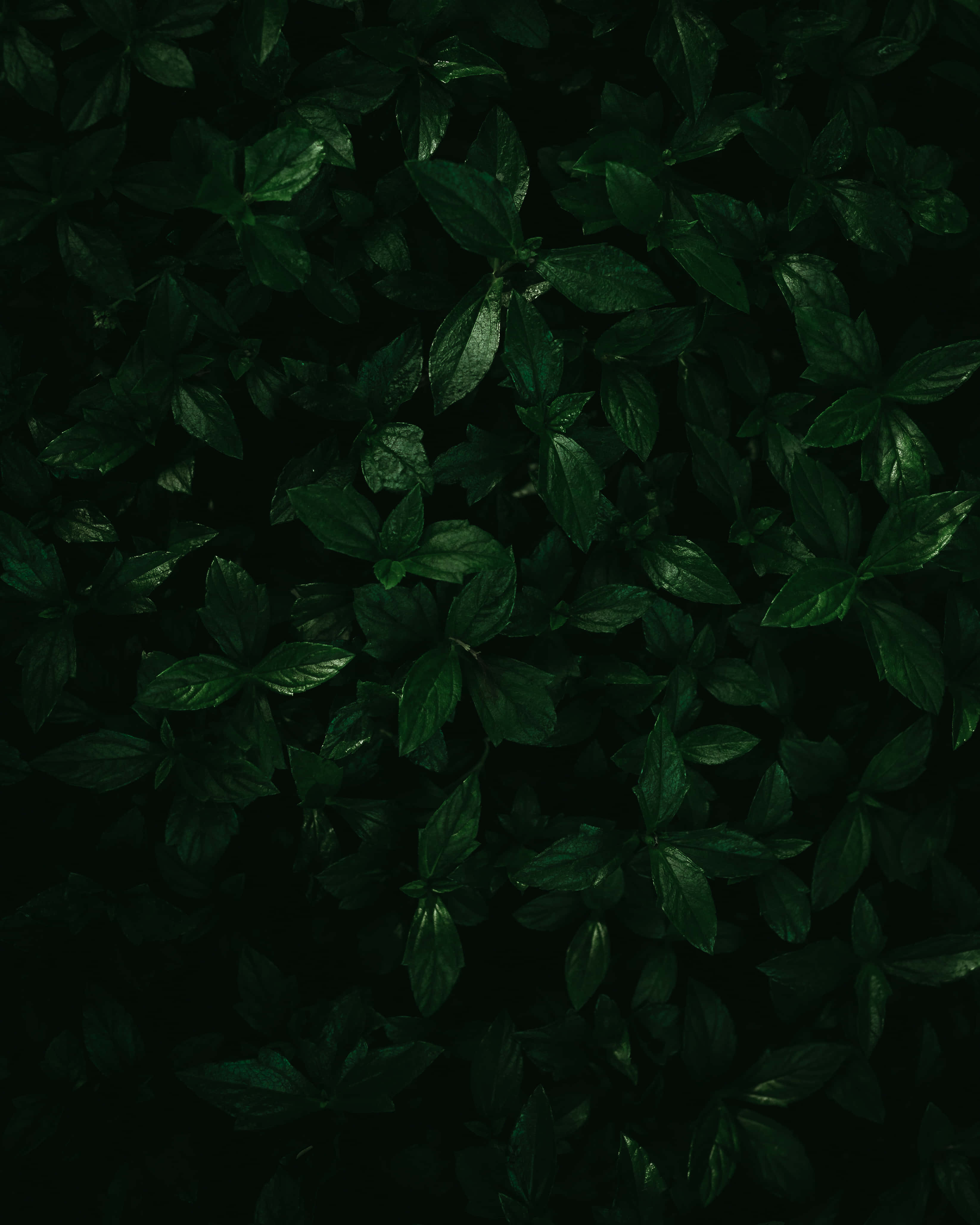leafy 桌布 壁紙 — 從上方俯瞰密集的深綠色葉子，在黑色背景上帶有微妙的高光。