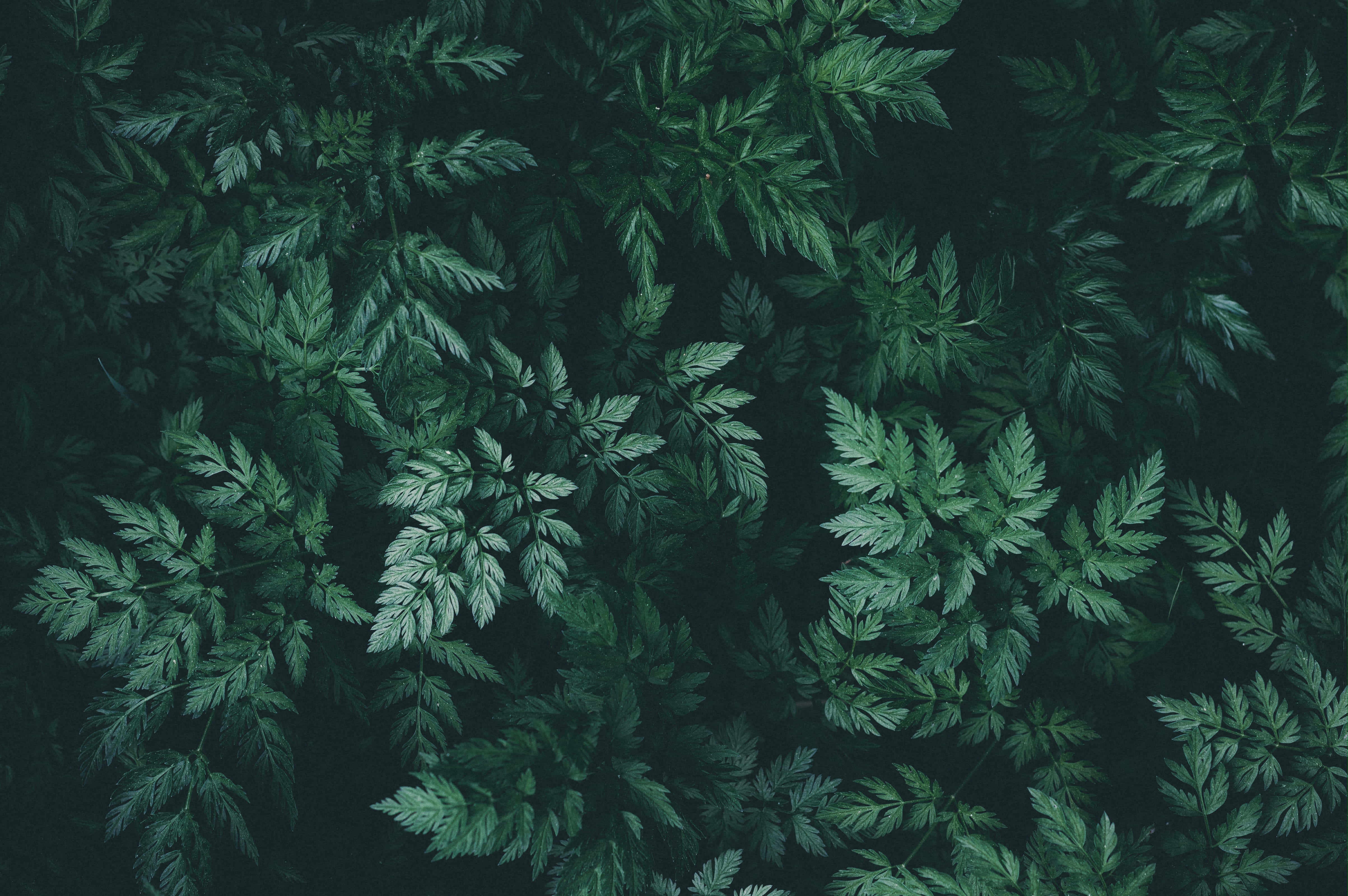 Green Leaves 桌布 壁紙 — 從上方俯瞰密集的深綠色蕨類葉片，葉脈錯綜複雜，背景深邃陰暗。