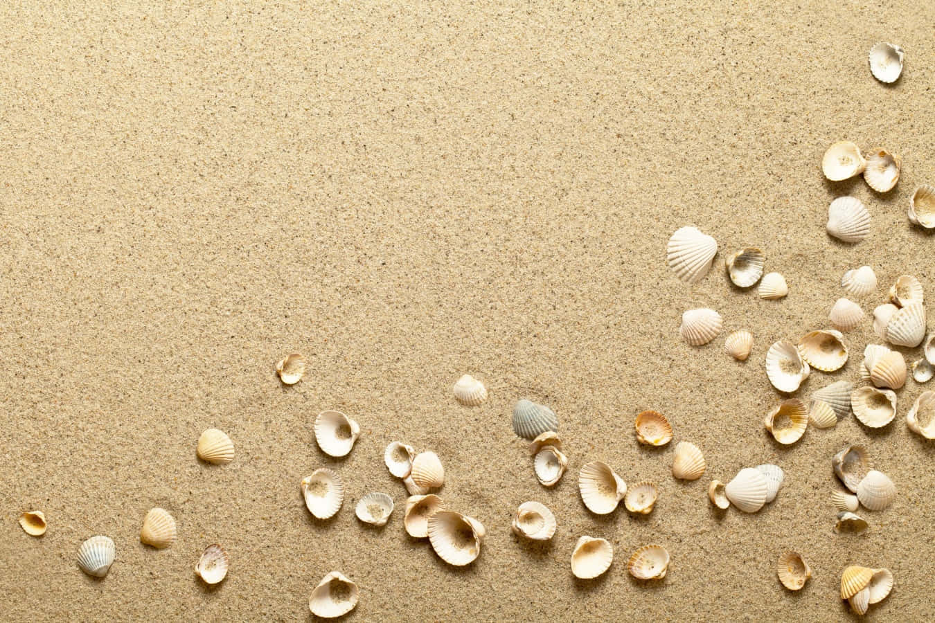 sand 桌布 壁紙 — 從上方俯瞰散落在有紋理的米色沙灘上的貝殼，留有大量空白空間。
