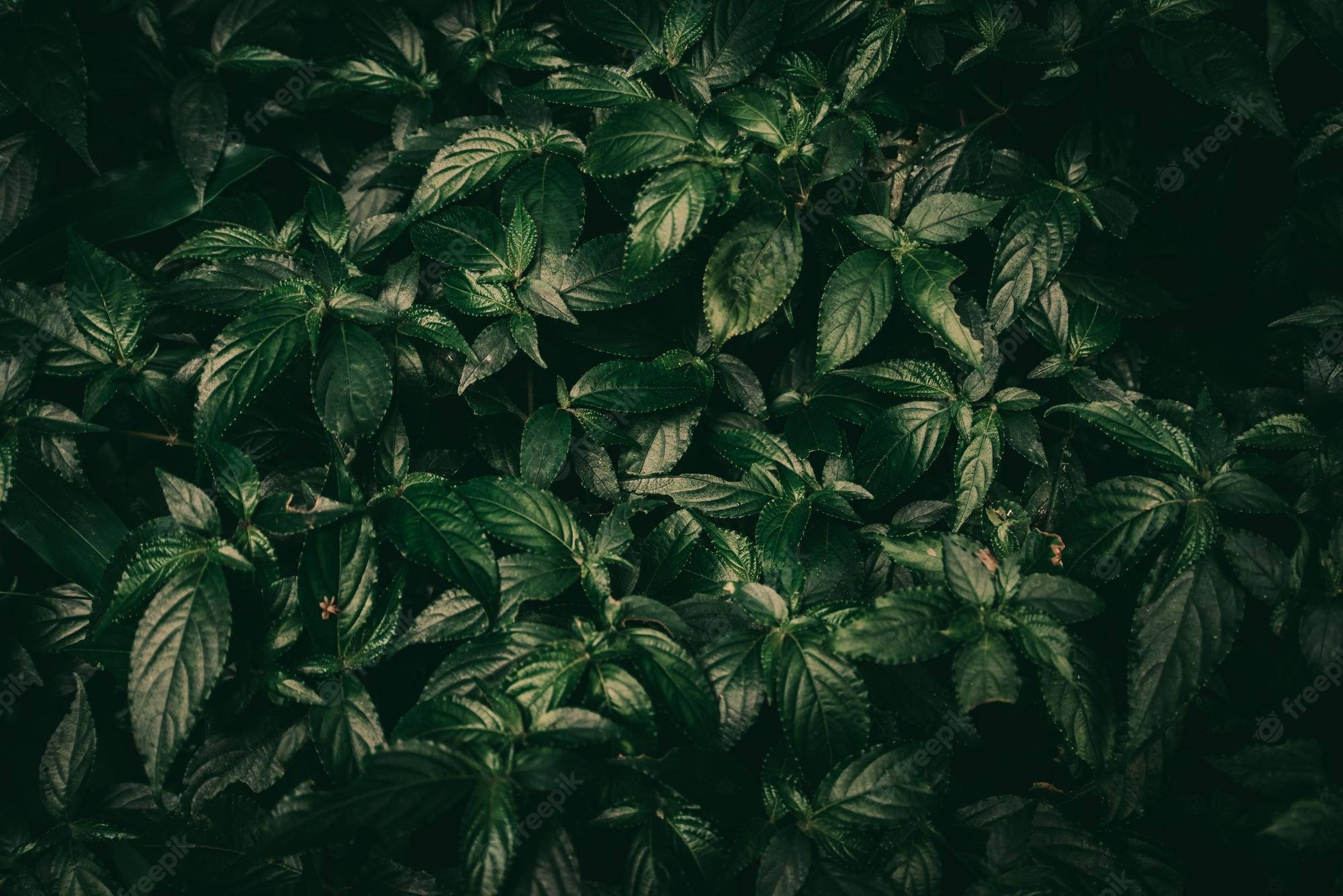 Lush 桌布 壁紙 — 從上方俯瞰茂密深綠色葉片的密集景象，帶有微妙的高光，還有幾朵細小的紅色花朵探出頭來。