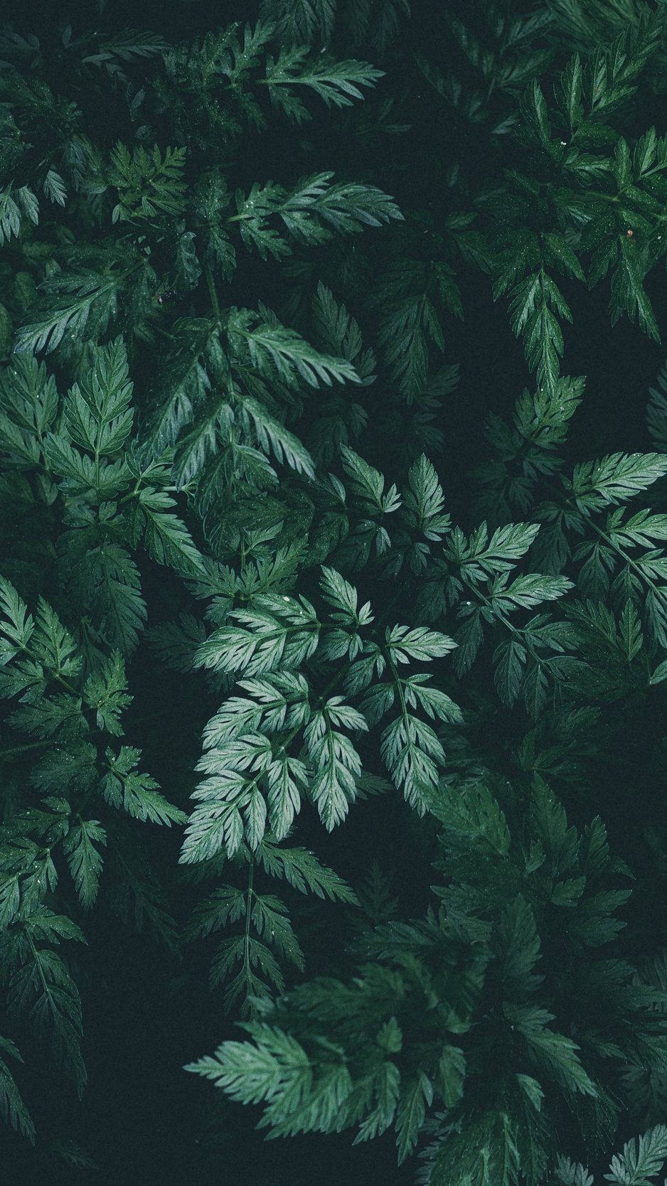Plant iPhone 桌布 壁紙 — 從上方俯瞰茂密的蕨類植物，深綠色葉片襯托在深色背景上。