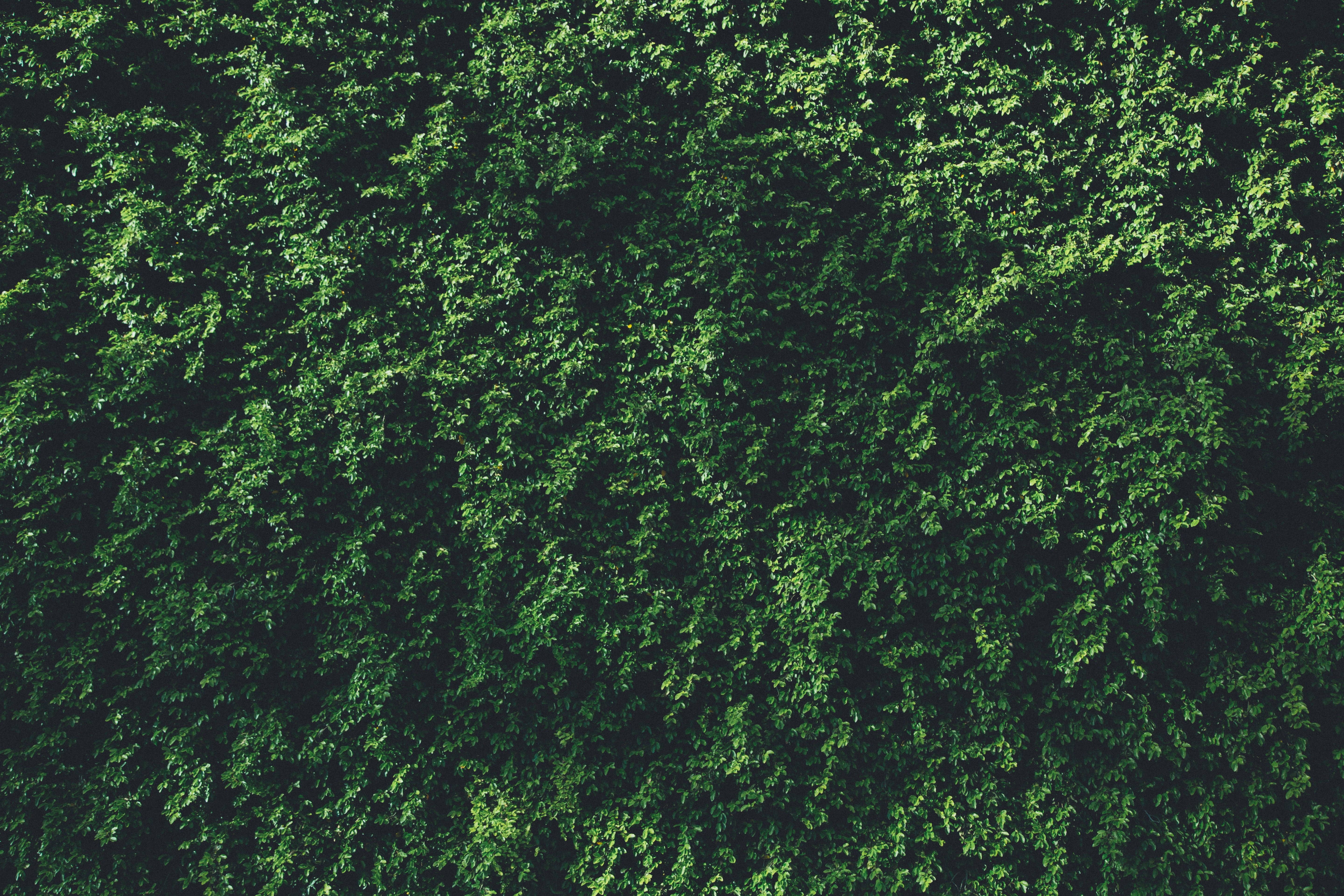 Plant Aesthetic 桌布 壁紙 — 從上方俯瞰茂密翠綠的樹葉，形成豐富紋理的自然圖案。