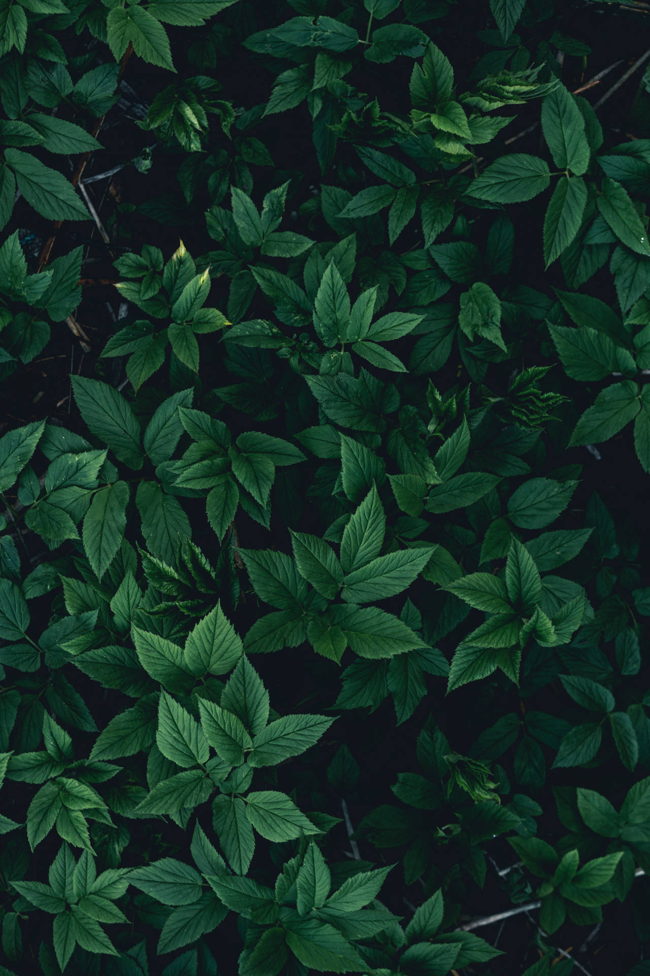 Leaves 桌布 壁紙 — 從上方俯瞰茂密翠綠的葉片，深沉的陰影營造出豐富紋理的自然圖案。