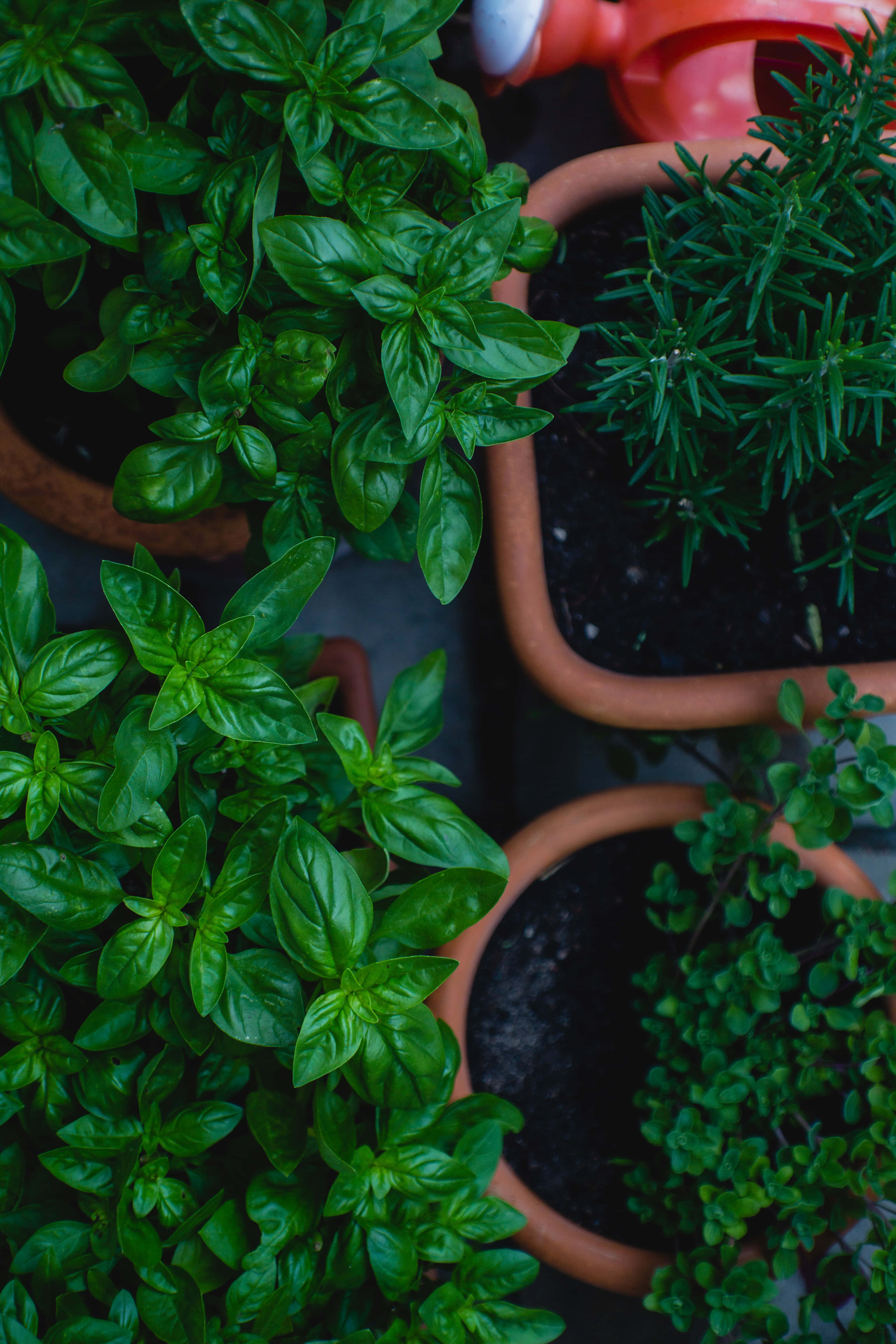 Herb Garden 桌布 壁紙 — 從上方俯瞰茂盛的盆栽香草，如羅勒和迷迭香，附近有一個紅色澆水壺。