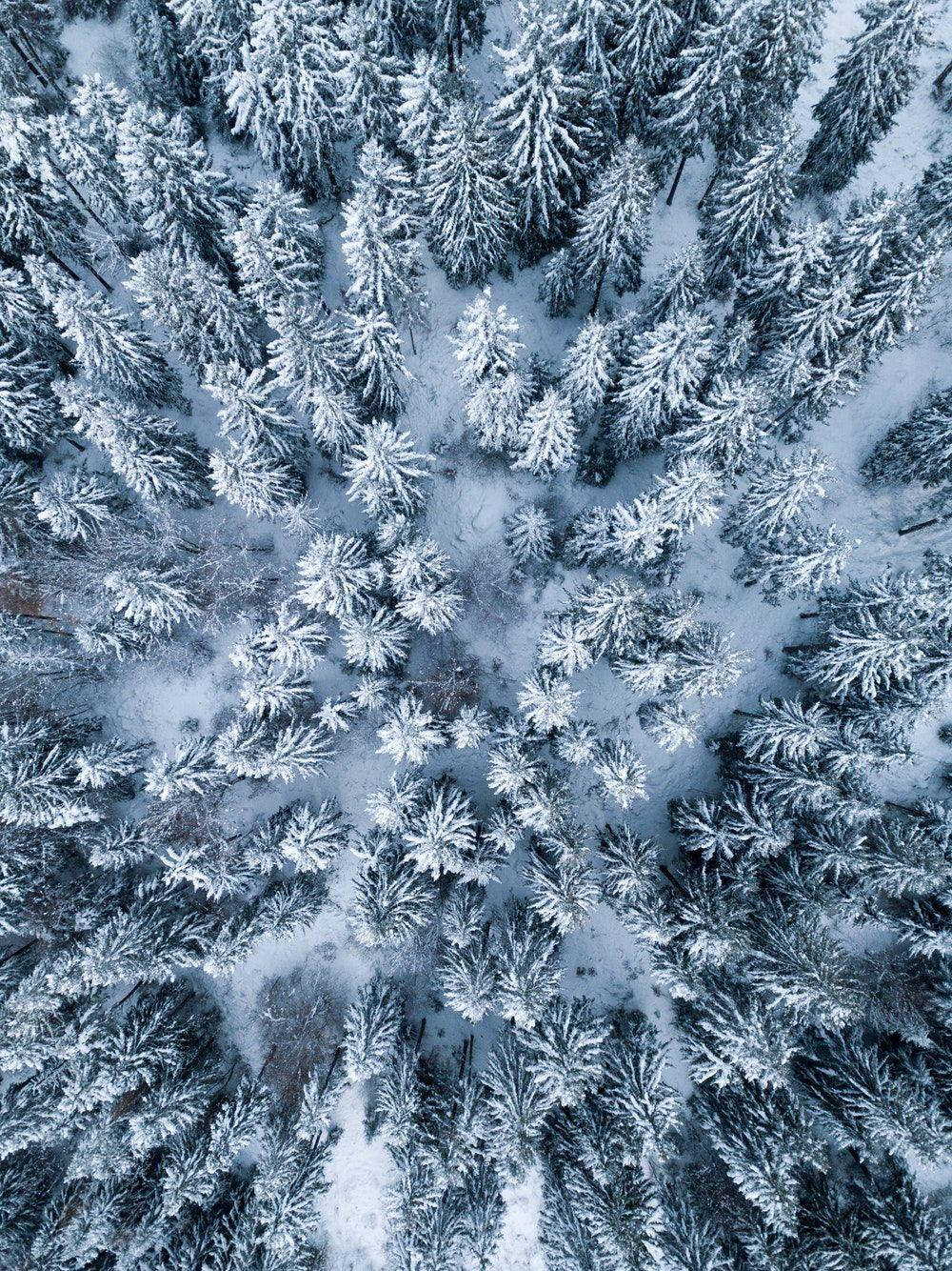 iPad Pro 桌布 壁紙 — 從上空俯瞰白雪覆蓋的松樹，在茂密的冬季森林中帶有柔和的藍色和白色色調。
