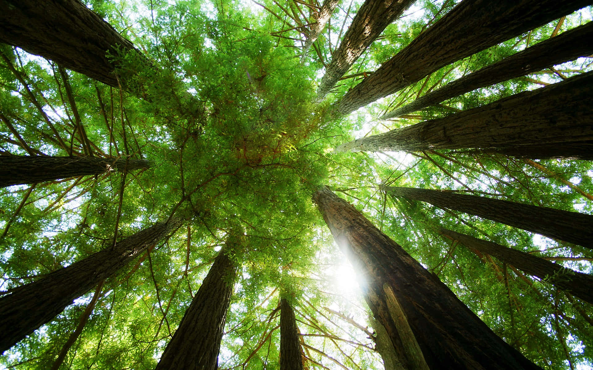 Redwood Trees 桌布 壁紙 — 從下方仰望，陽光穿過高聳的紅杉樹，灑落在茂密的森林樹冠上。