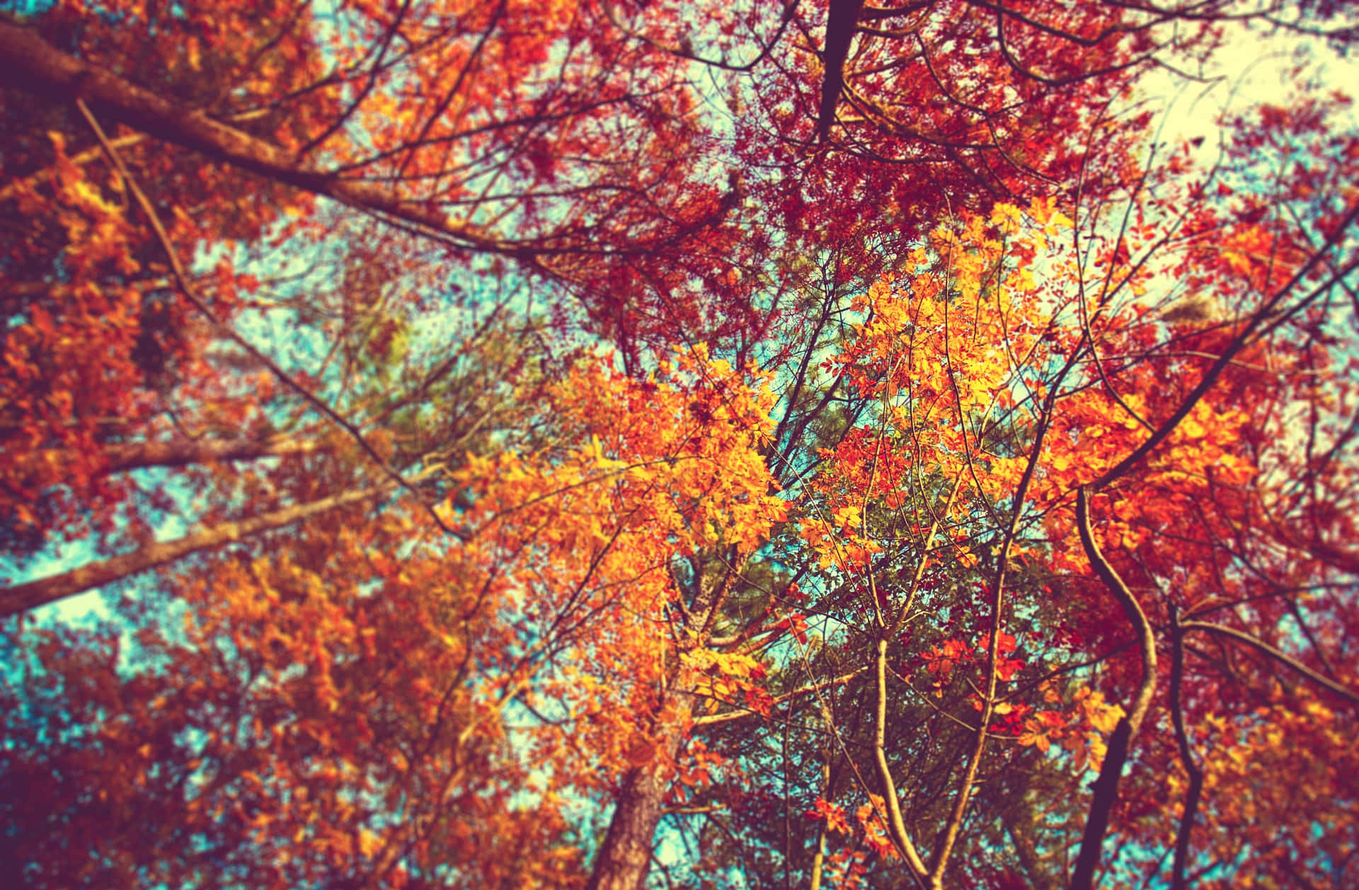Colorful Trees 桌布 壁紙 — 從下方透過纏繞的樹枝仰望，火紅、橙、黃的鮮豔秋葉在柔和的藍天下閃耀。