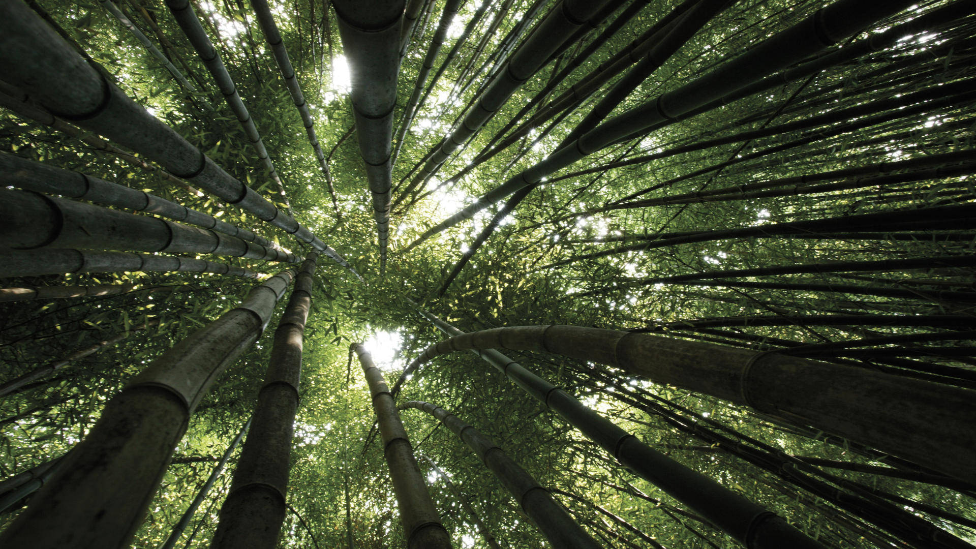 Bamboo 桌布 壁紙 — 從低角度仰望，穿過高聳的竹莖，望向斑駁的綠色樹冠，過濾著陽光。