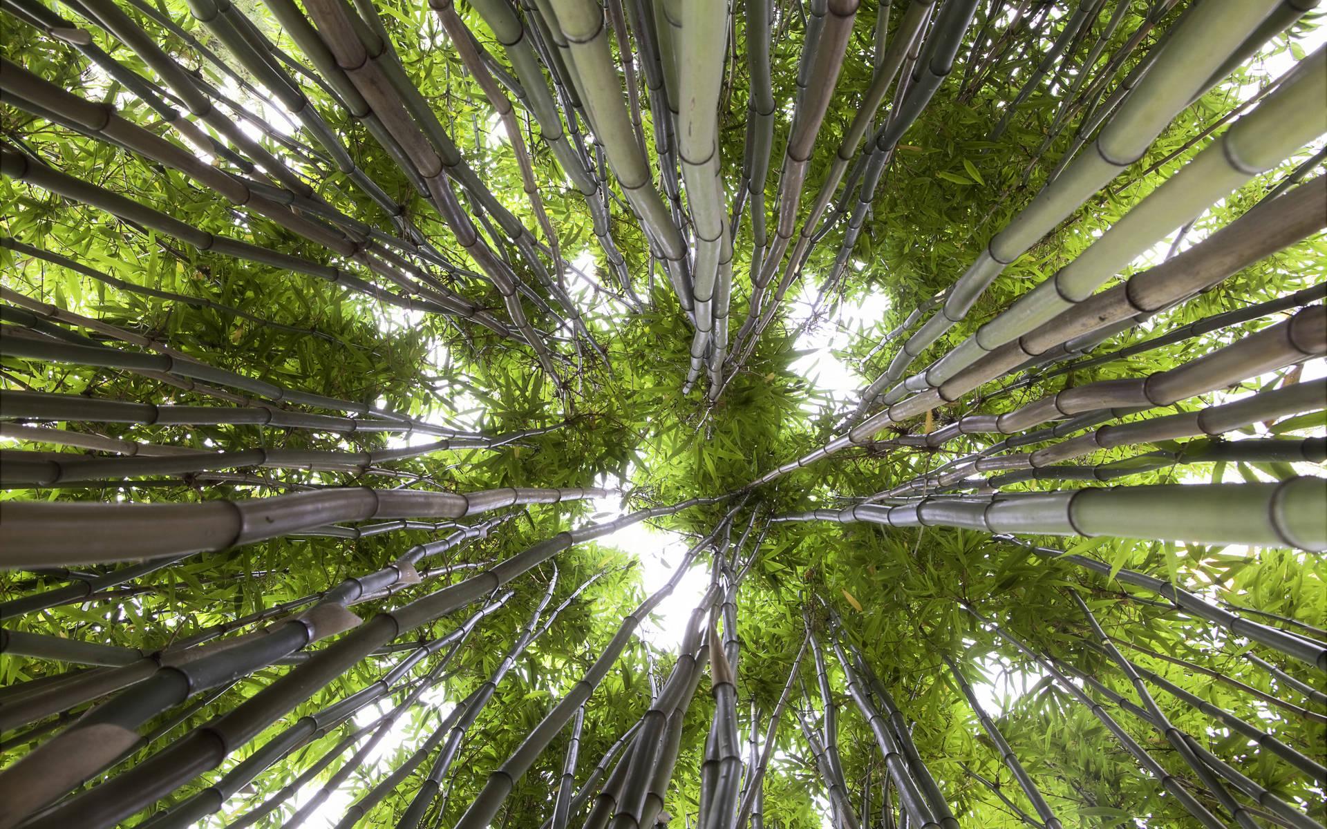 Bamboo HD 桌布 壁紙 — 從低角度仰望穿過茂密的高大綠色竹叢望向明亮的天空。