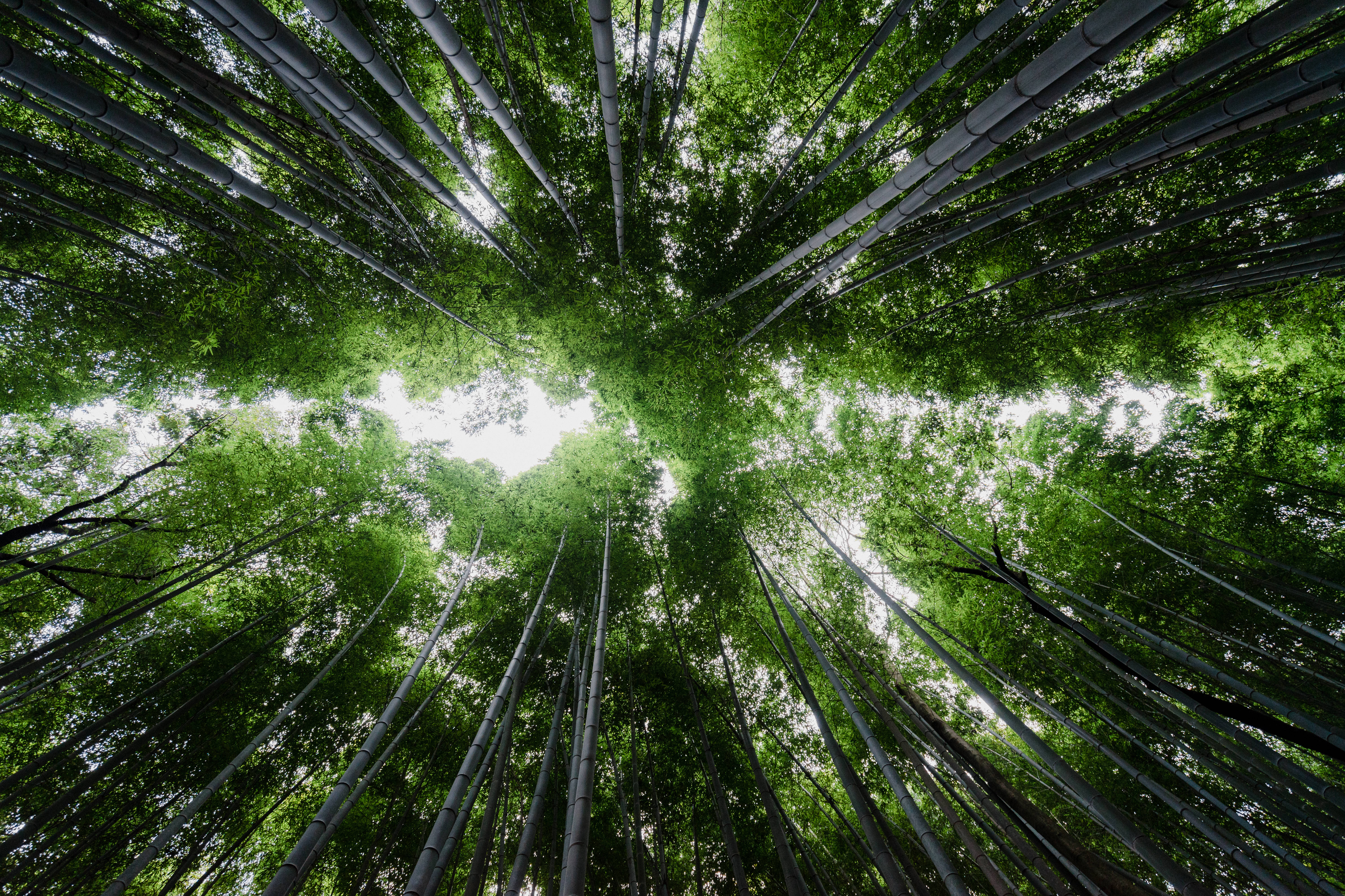 Bamboo 桌布 壁紙 — 從低角度仰望穿過茂密竹林樹冠望向明亮的天空。