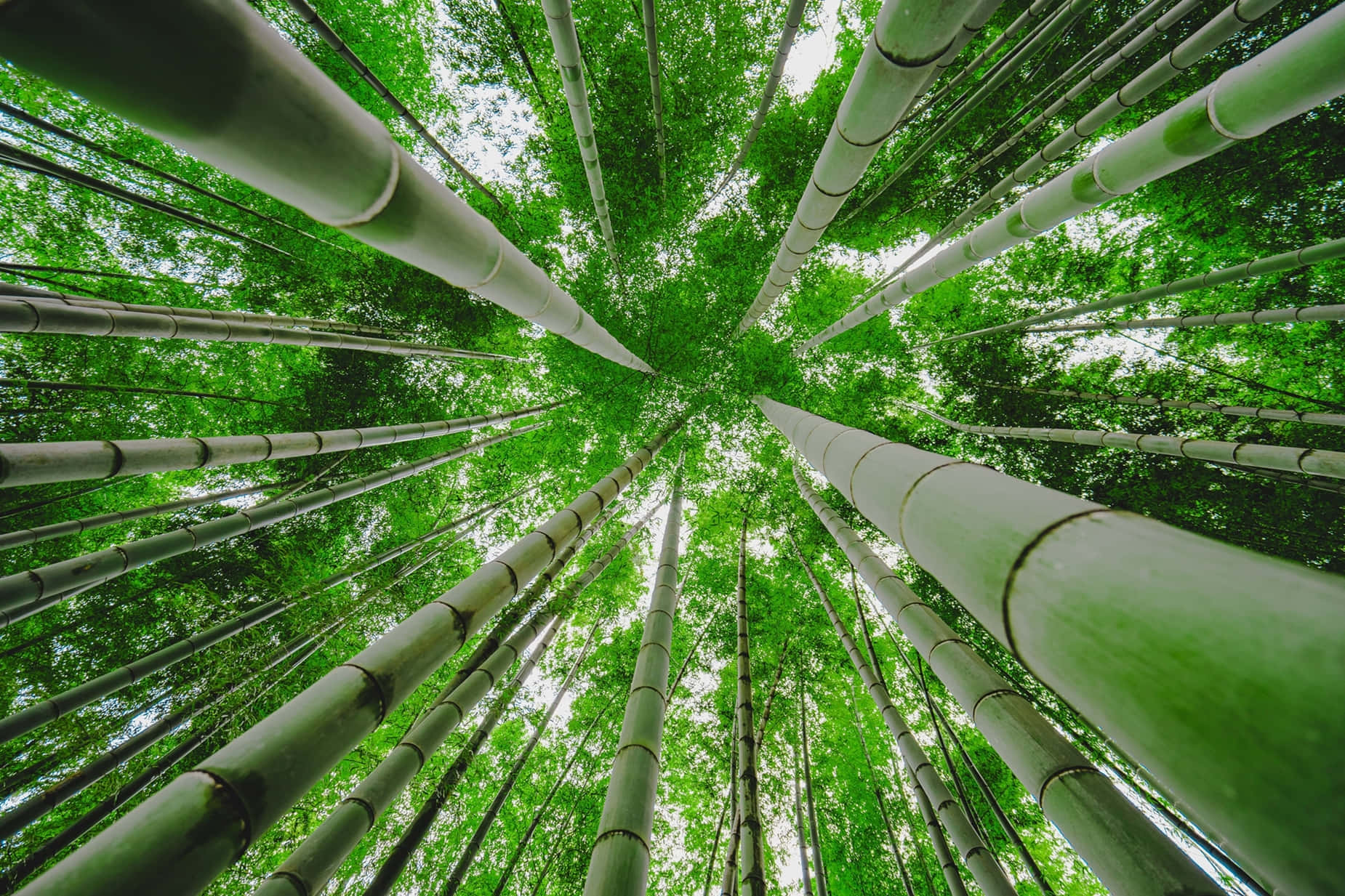 Bamboo HD 桌布 壁紙 — 從低角度仰望高聳的綠色竹莖，朝向明亮的樹冠。
