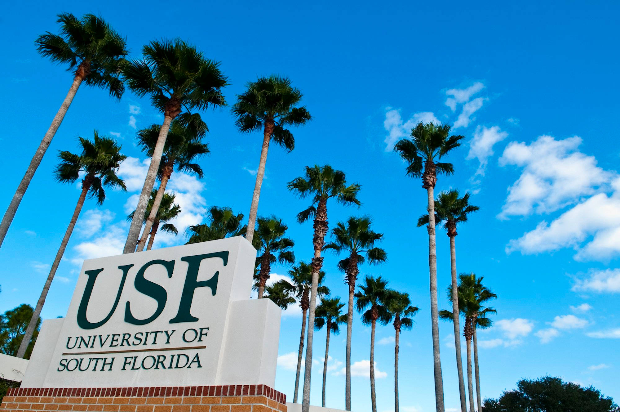 學校 桌布 壁紙 — 從低角度觀看USF University of South Florida標誌，四周環繞著高大的棕櫚樹，背景是晴朗的藍天和白雲。
