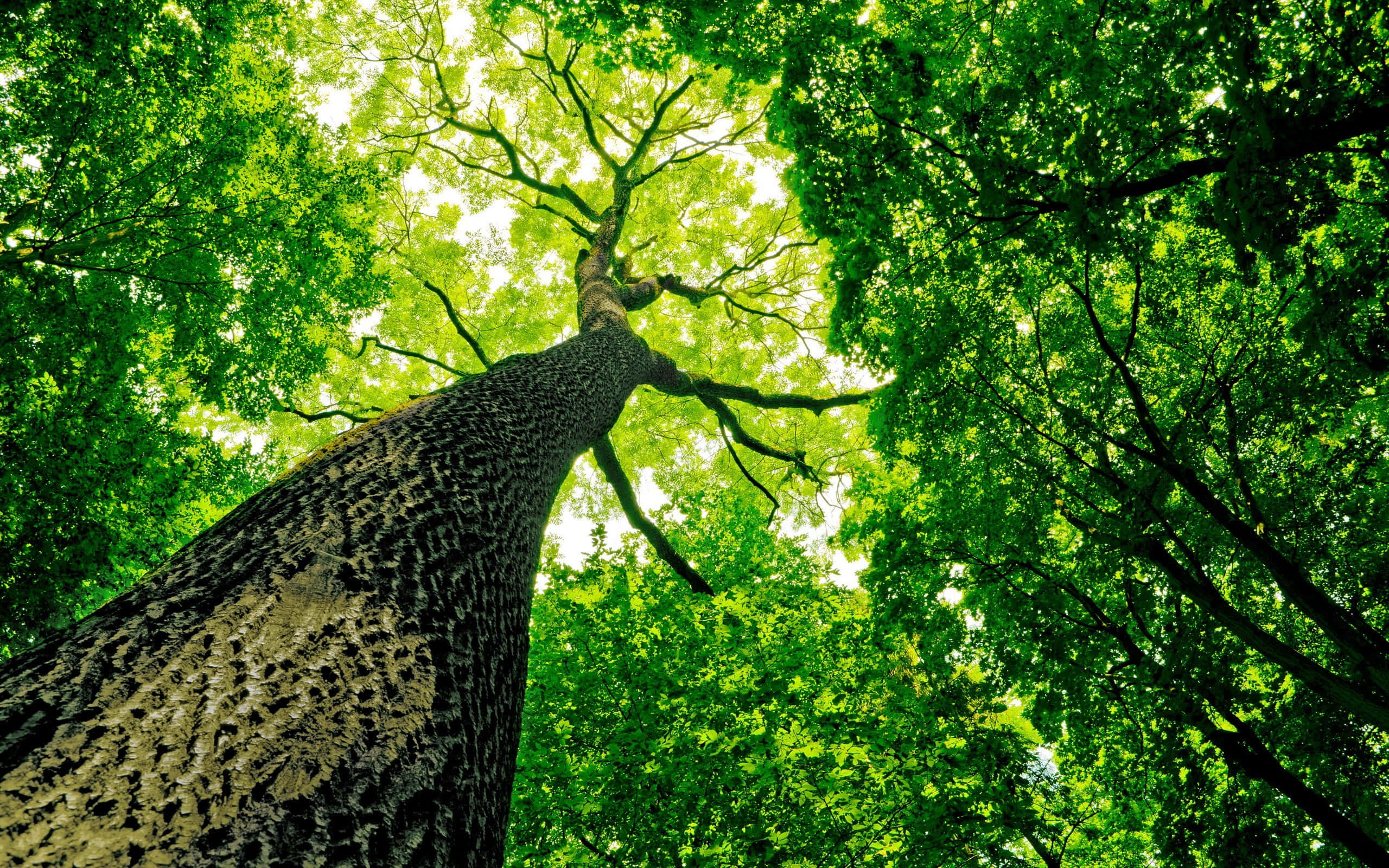 trees 桌布 壁紙 — 從低角度觀看一棵巨大的樹幹，向上延伸至由鮮綠色樹葉組成的樹冠，過濾著明亮的陽光。