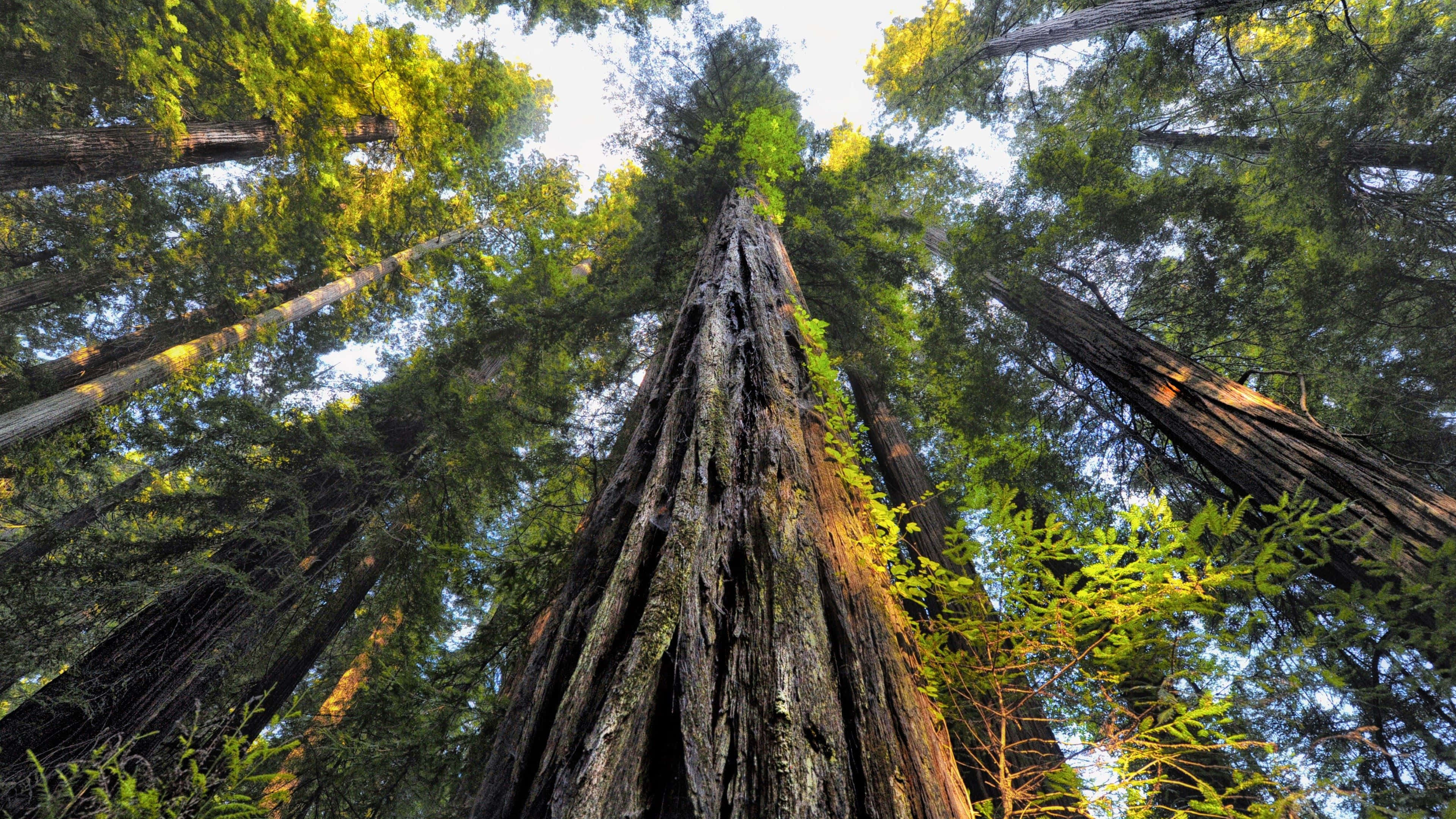 Redwood Trees 桌布 壁紙 — 從低角度觀看高聳的紅杉樹，樹皮紋理分明，茂密的綠色樹葉伸向明亮的天空。