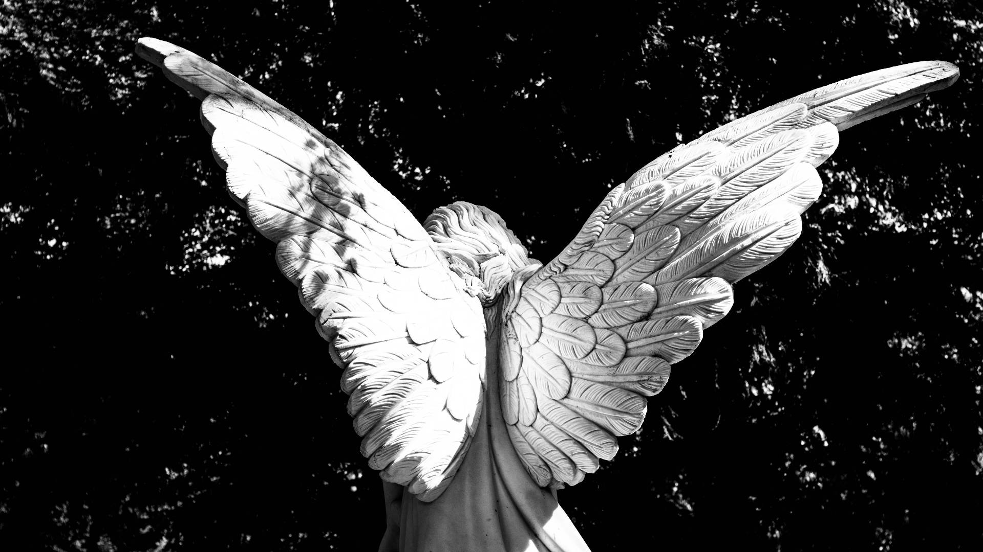 angels 桌布 壁紙 — 從後方觀看，一座戲劇性的黑白天使雕像，擁有寬大的羽毛翅膀，背景是深色樹葉。