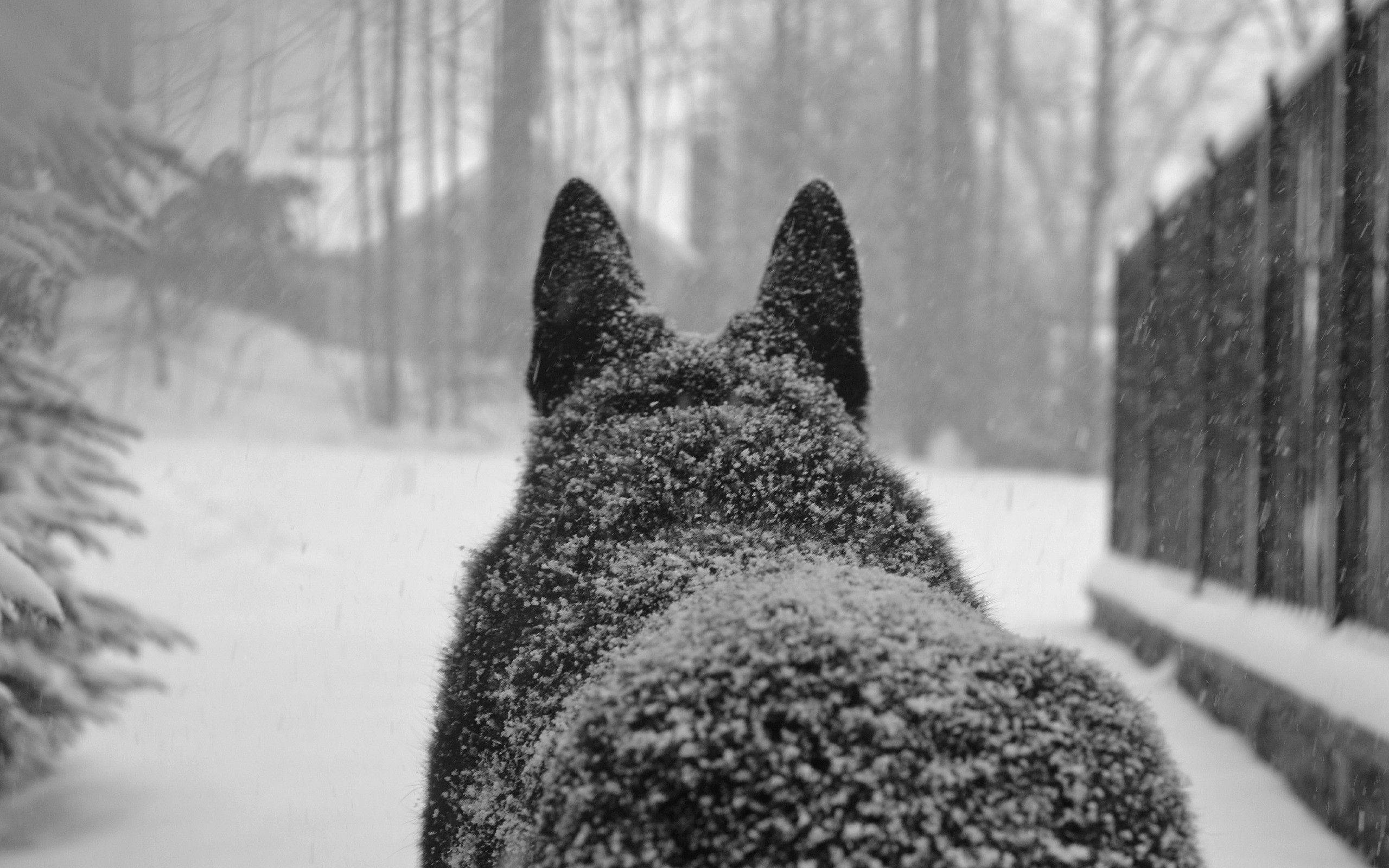 狼 桌布 壁紙 — 從後面看到一隻狗在冬季森林小徑上行走時積雪的背部。