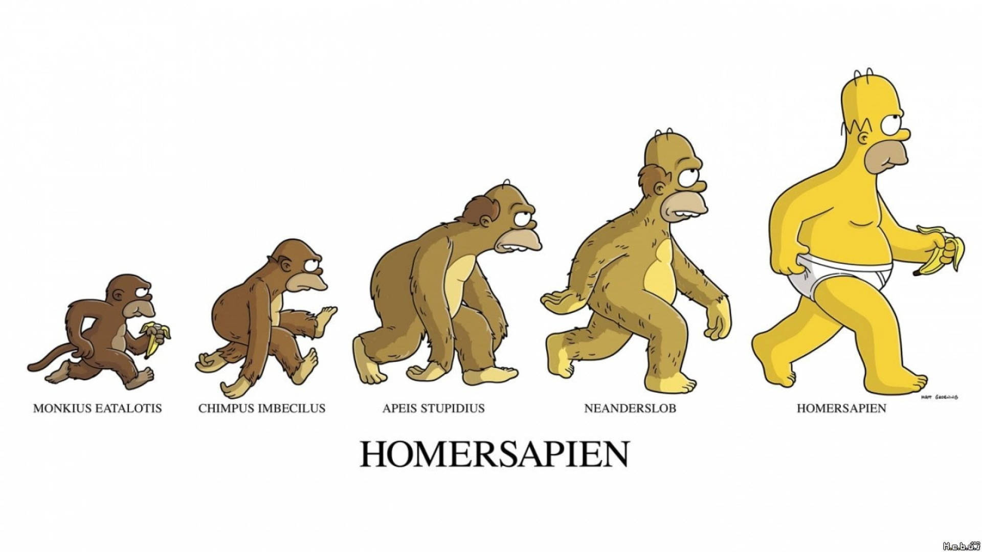 homer 桌布 壁紙 — 從猴子到拿著香蕉的荷馬·辛普森的幽默插圖進化序列。