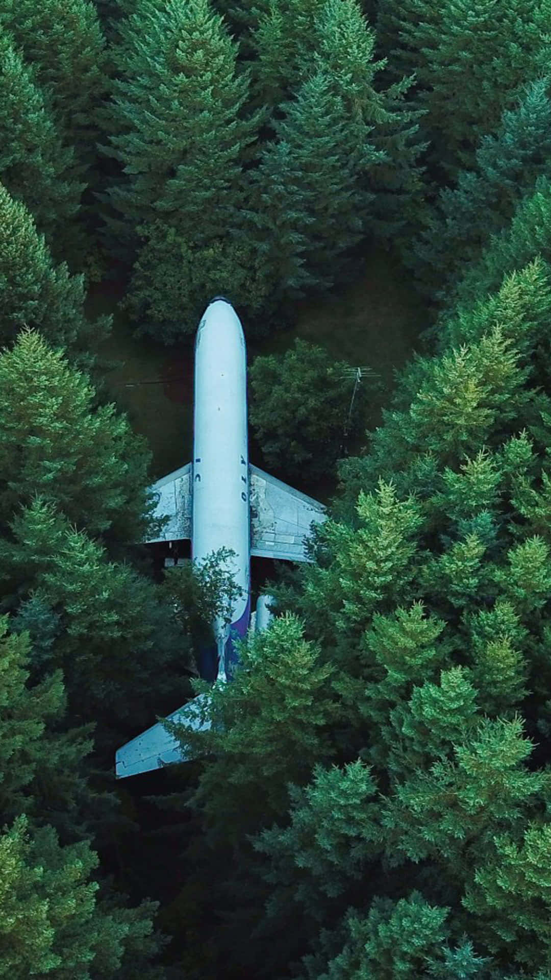 trees 桌布 壁紙 — 從空中俯瞰，一架失事飛機倒置在茂密的綠色松樹林中。